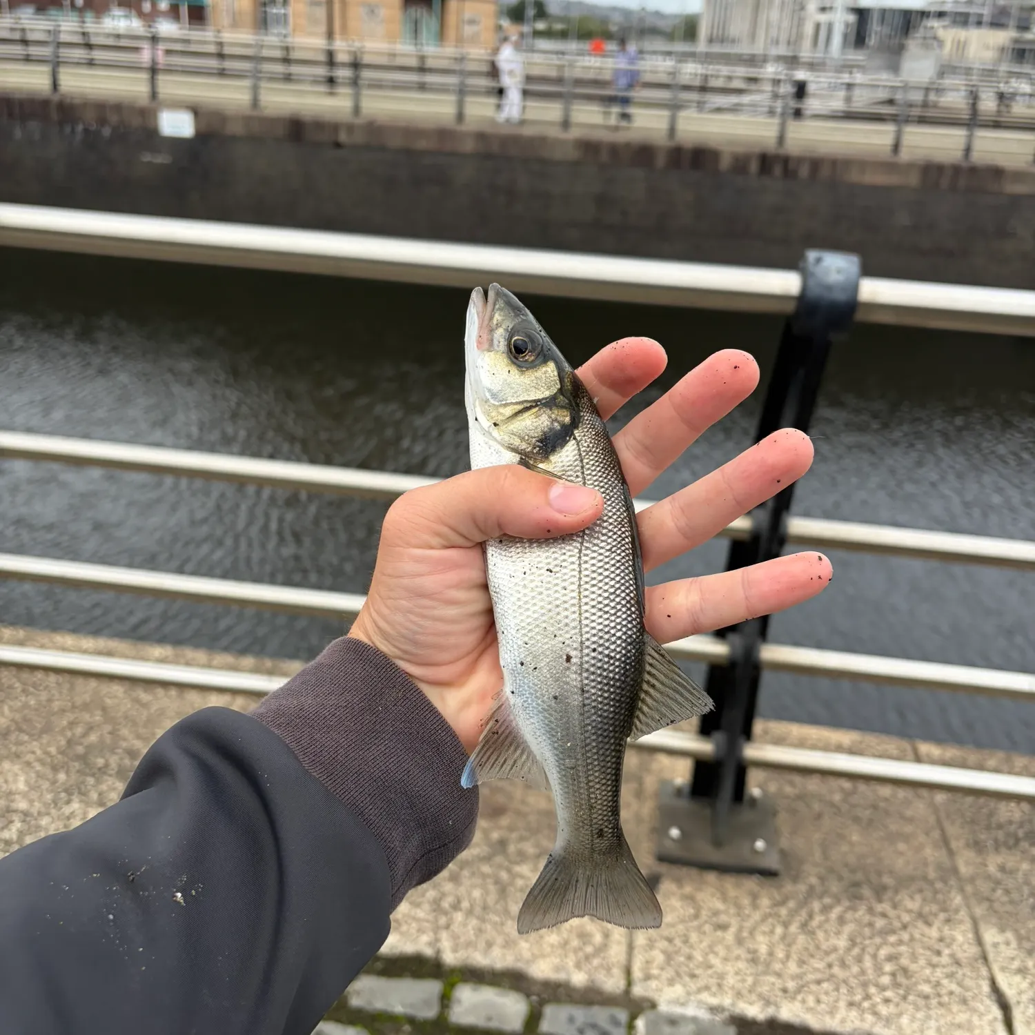 European seabass caught on Fishbrain