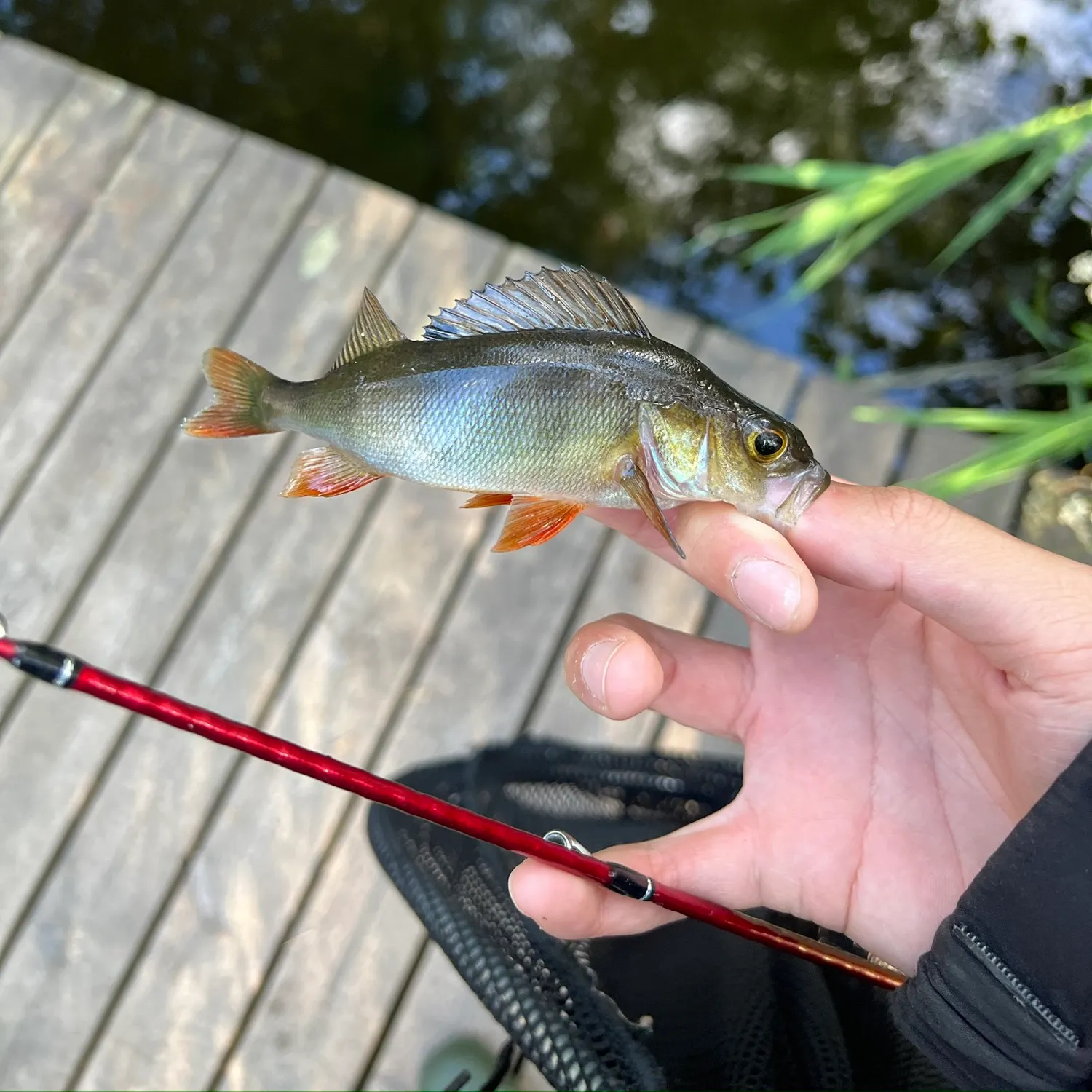 European perch caught on Fishbrain