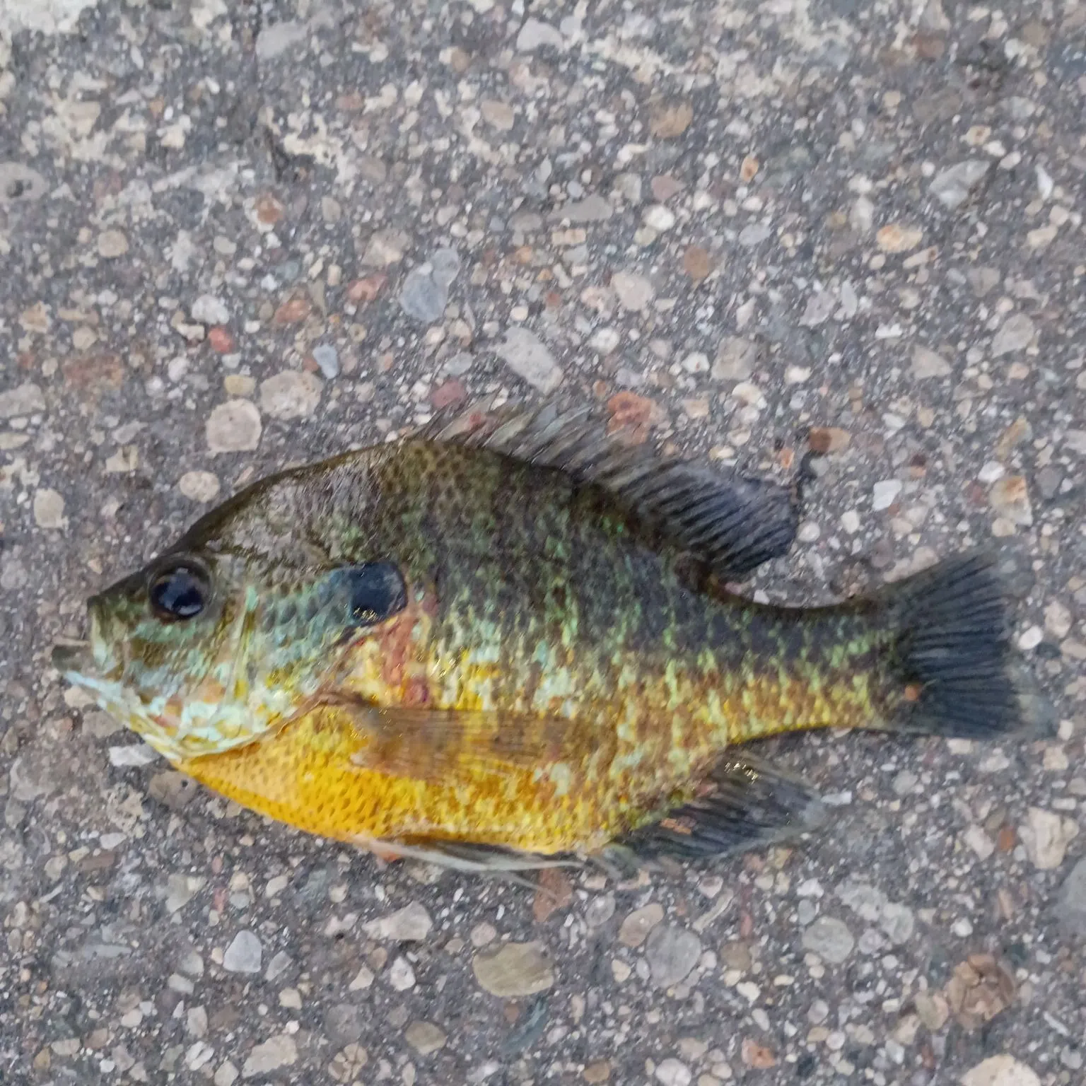 Pumpkinseed caught on Fishbrain