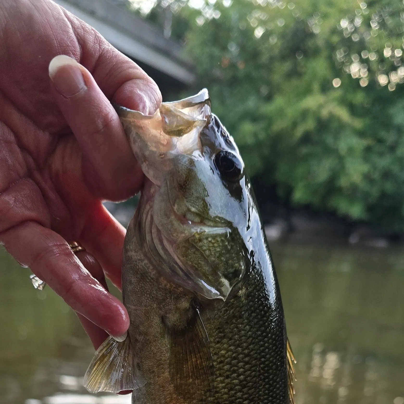 Smallmouth bass caught on Fishbrain