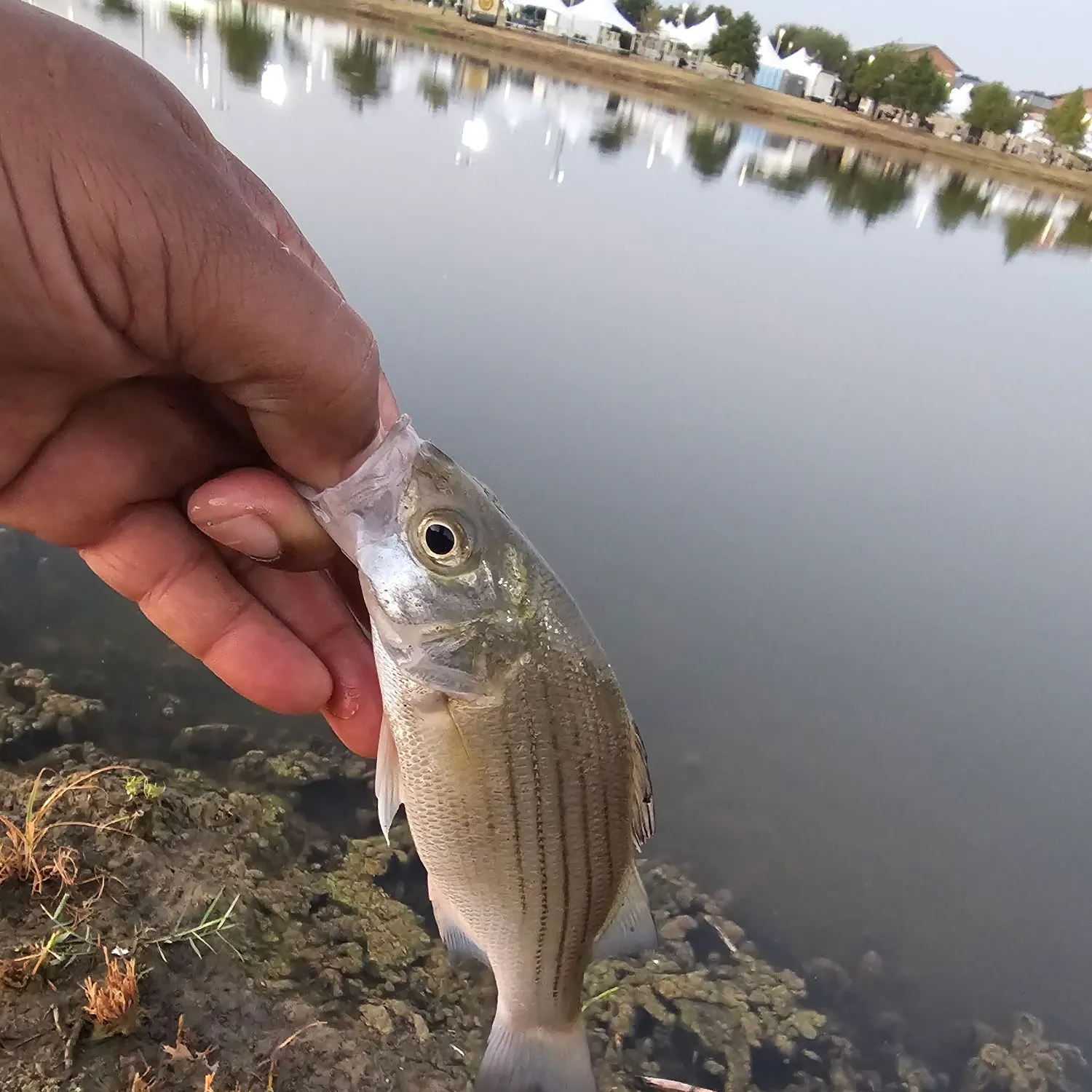 White bass caught on Fishbrain
