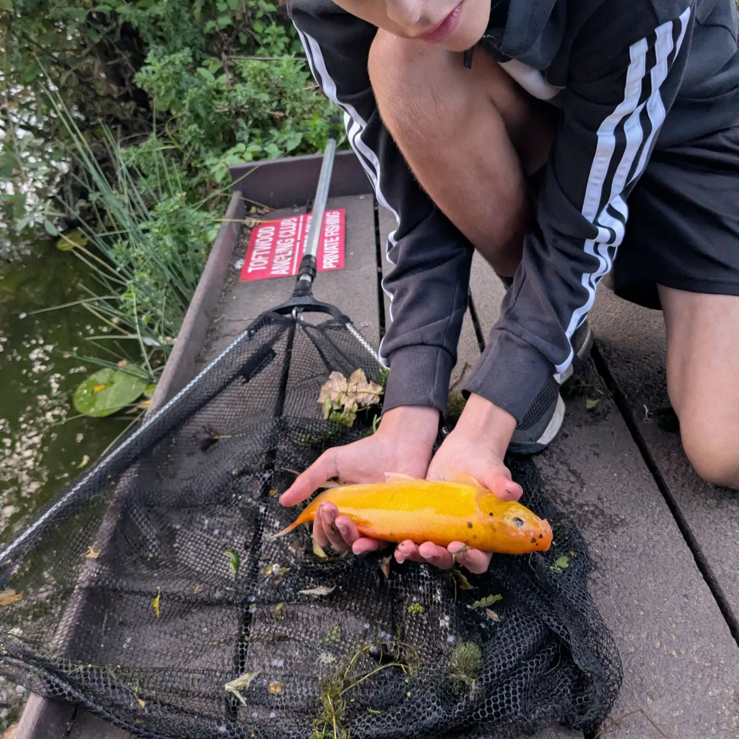 The most recent Golden tench catches on Fishbrain
