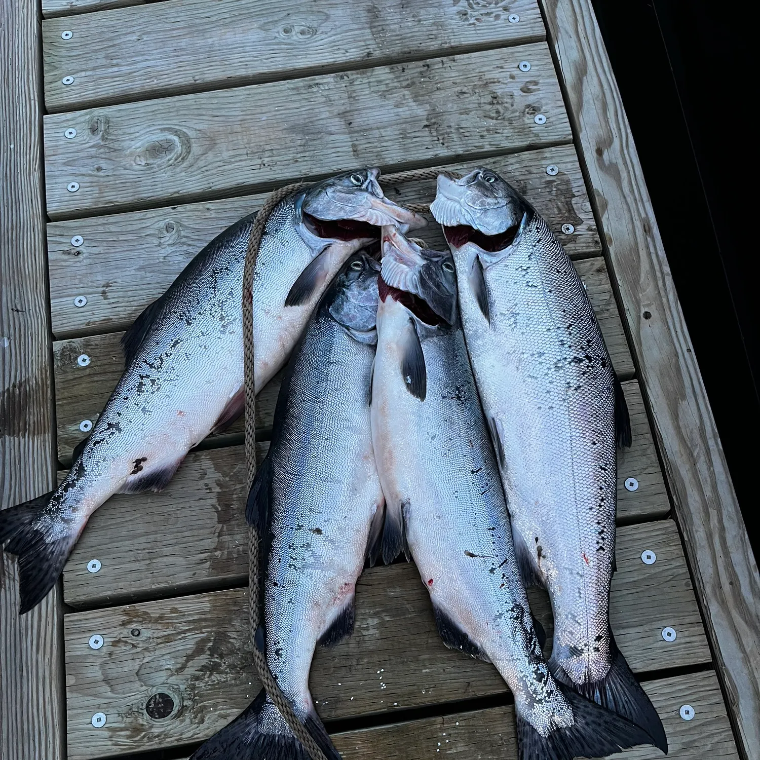recently logged catches