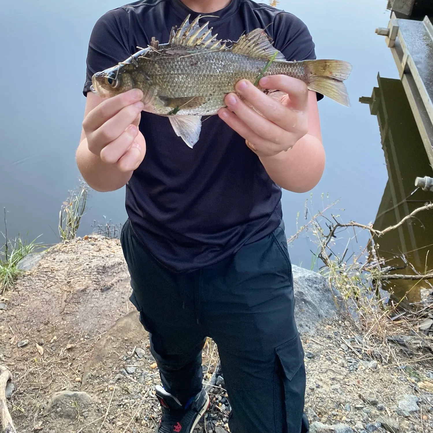 White perch caught on Fishbrain