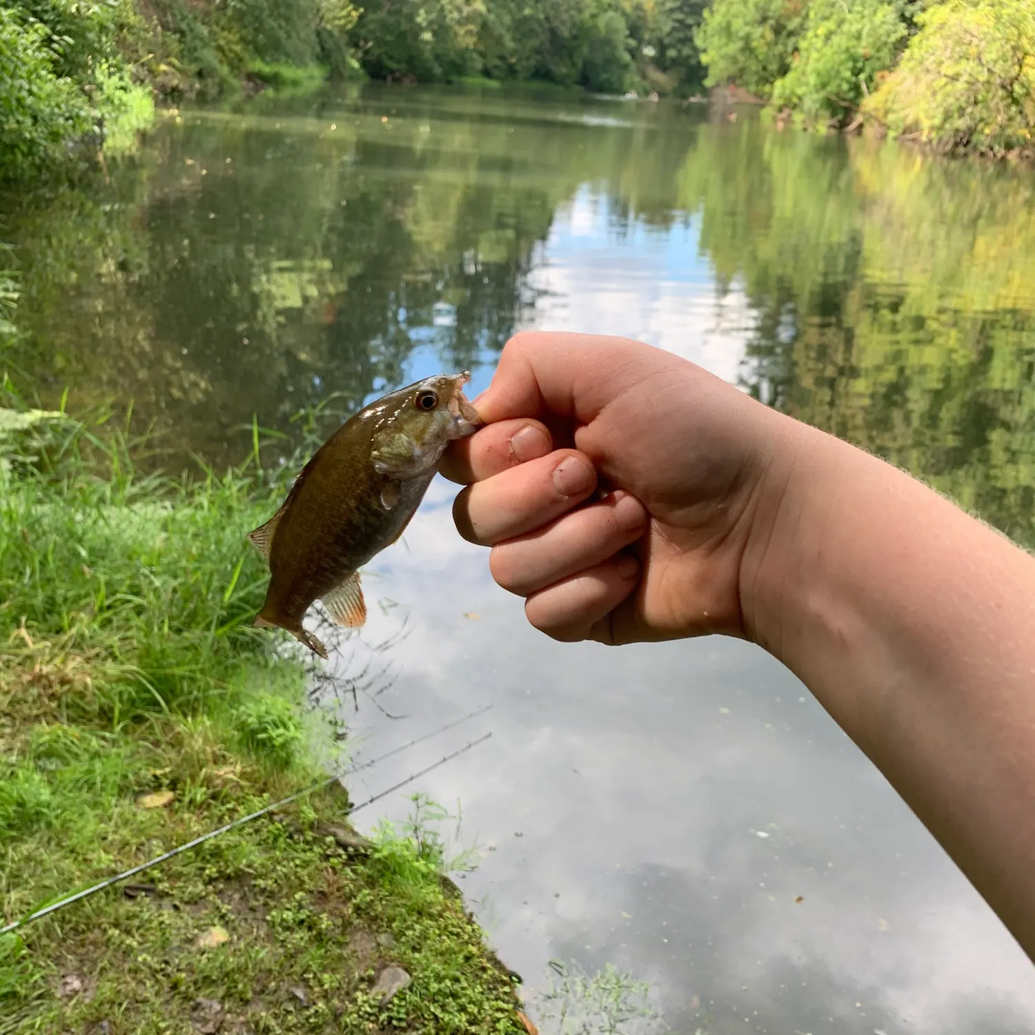 Smallmouth bass caught on Fishbrain