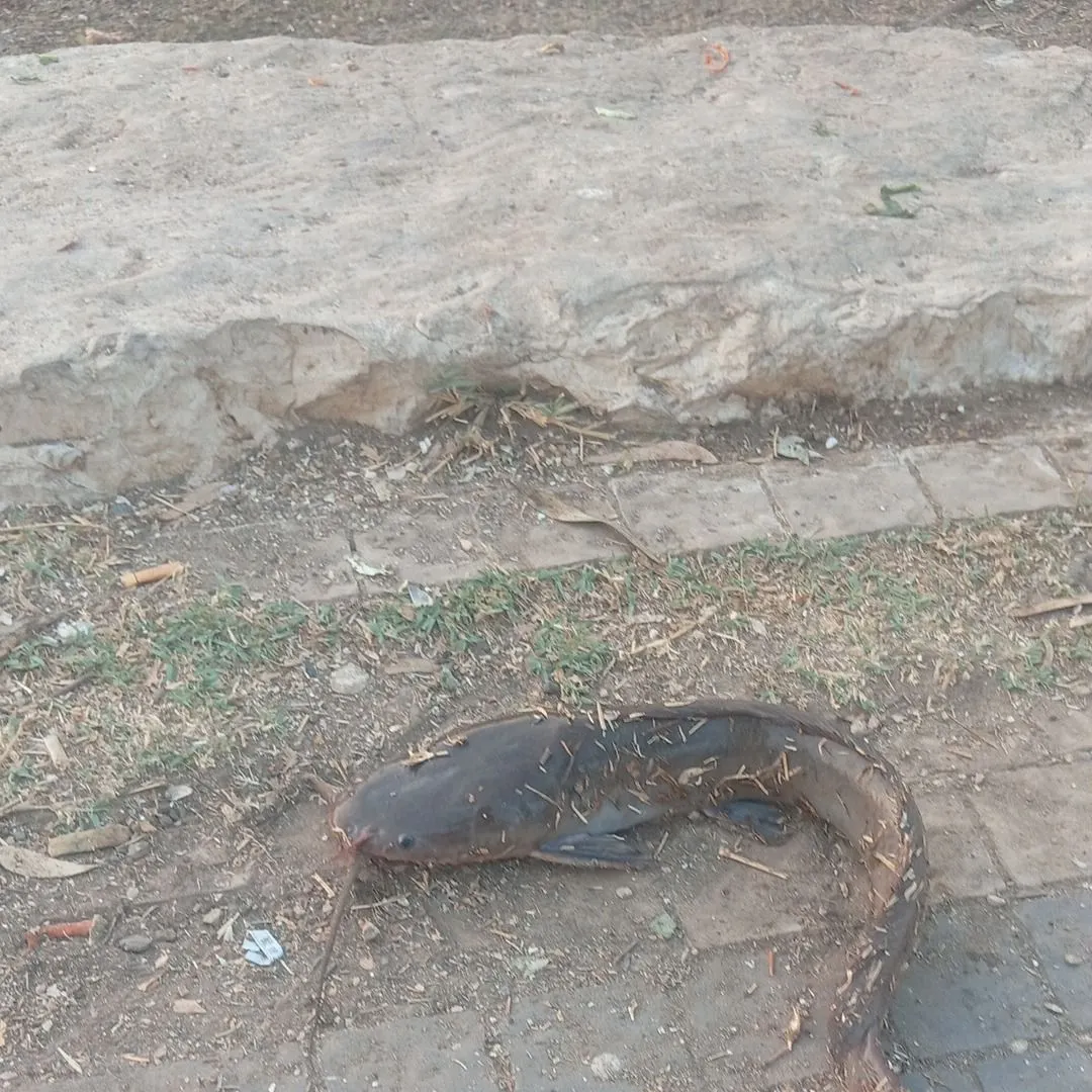 The most recent North African catfish catches on Fishbrain