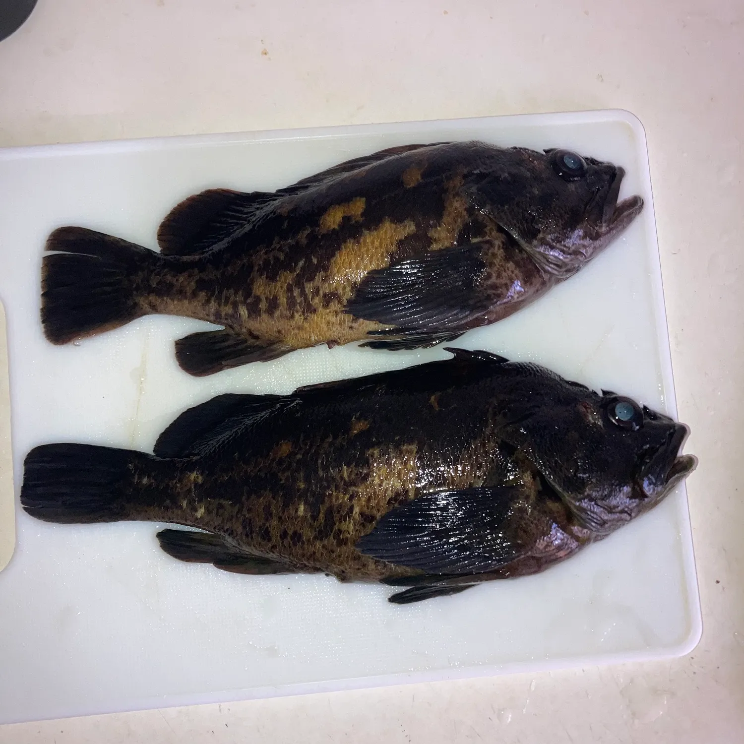 The most recent Black and yellow rockfish catches on Fishbrain