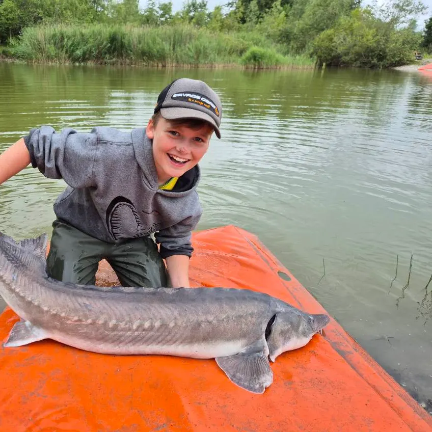 The most recent White sturgeon catches on Fishbrain