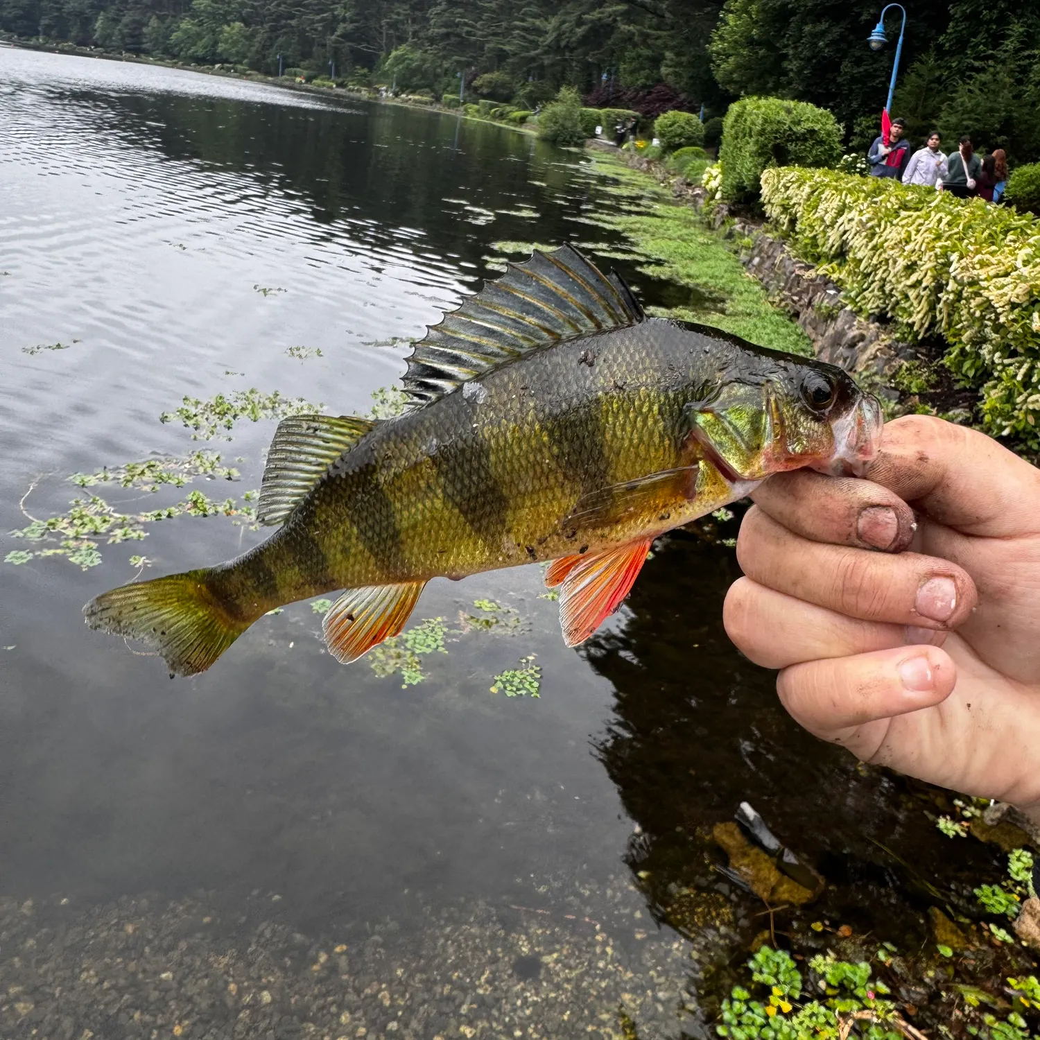 catch