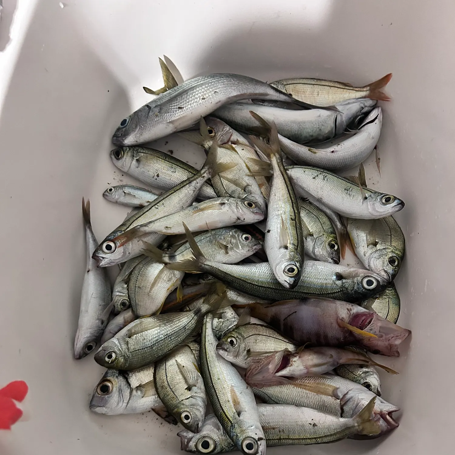 The most recent Spanish mackerel catches on Fishbrain