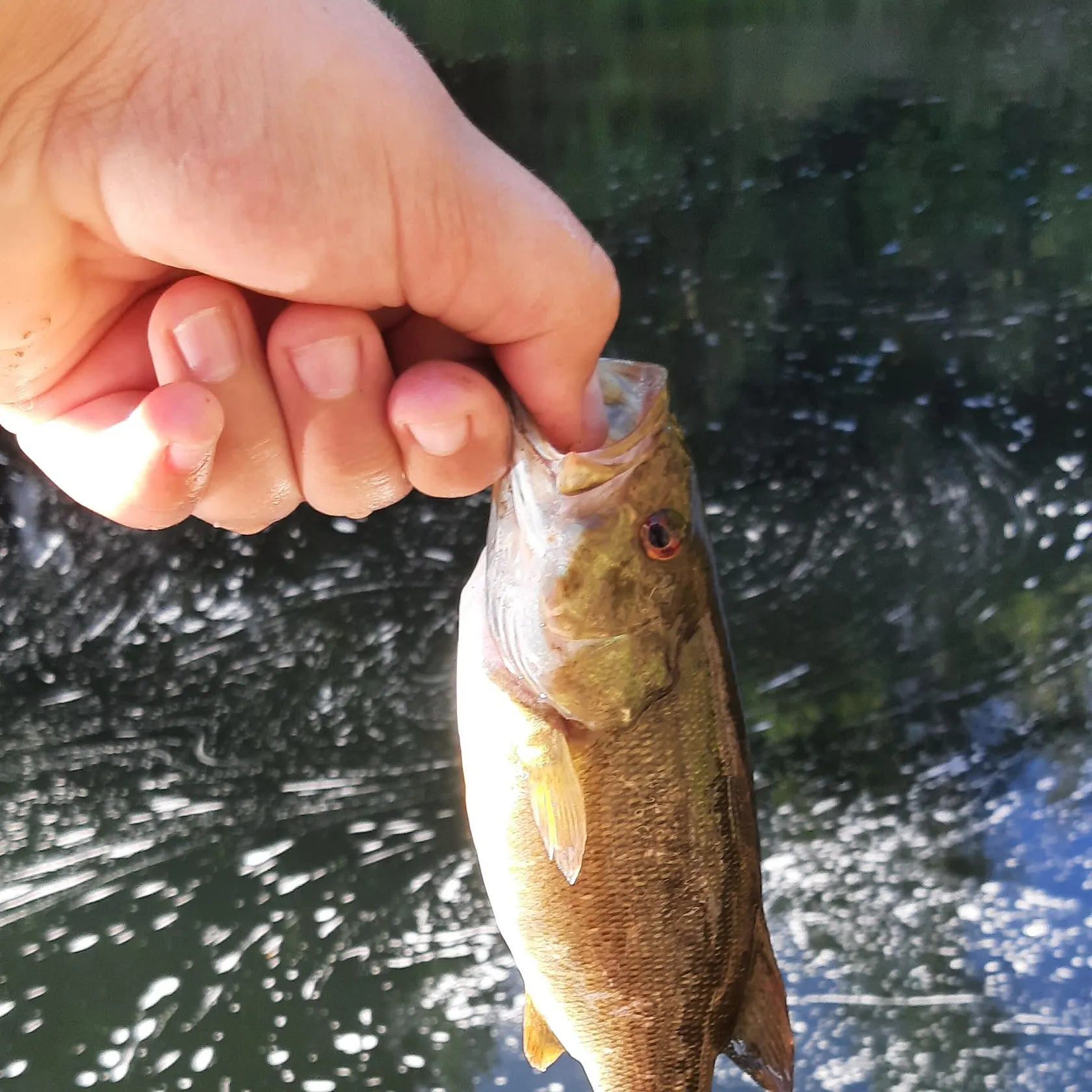 Smallmouth bass caught on Fishbrain