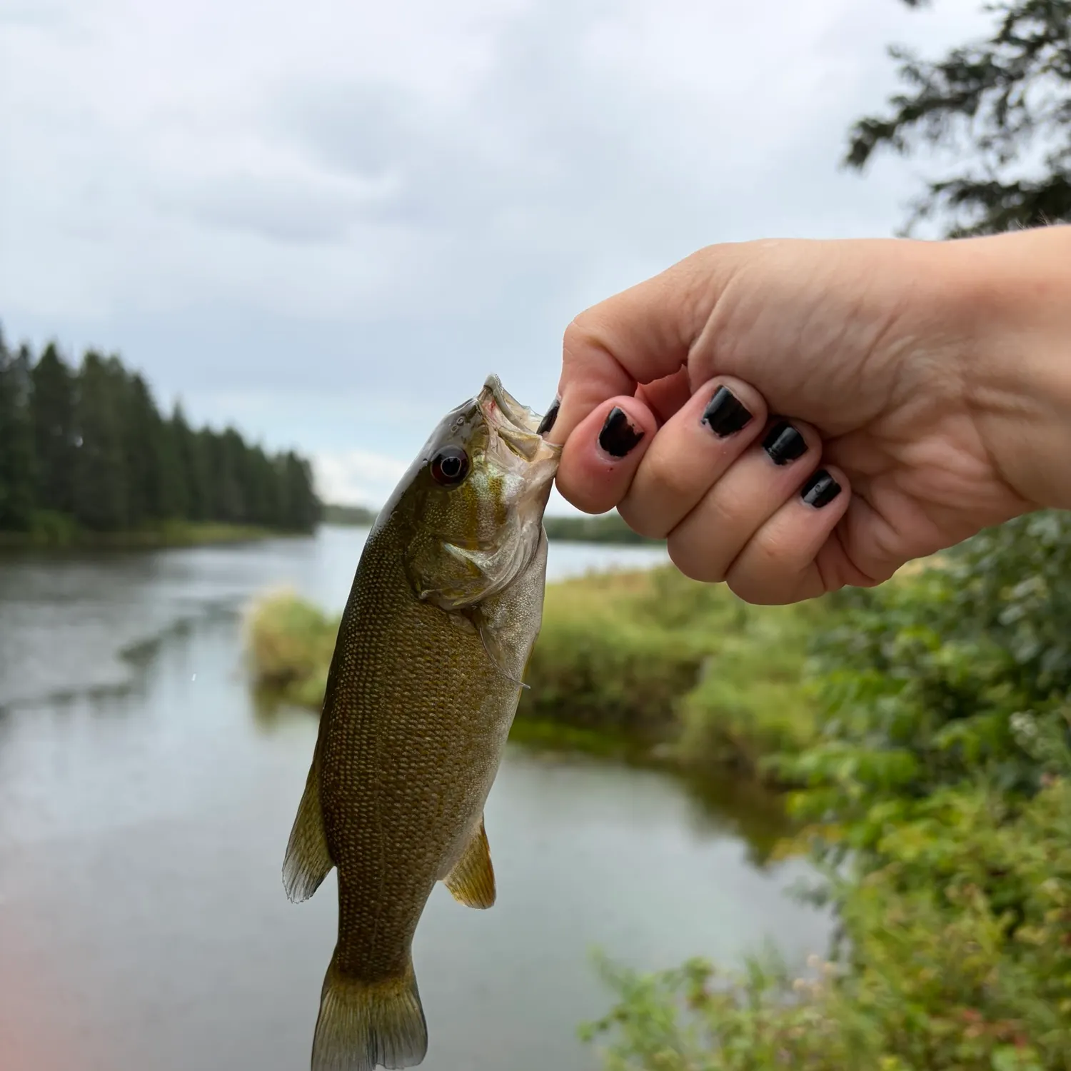 Smallmouth bass caught on Fishbrain