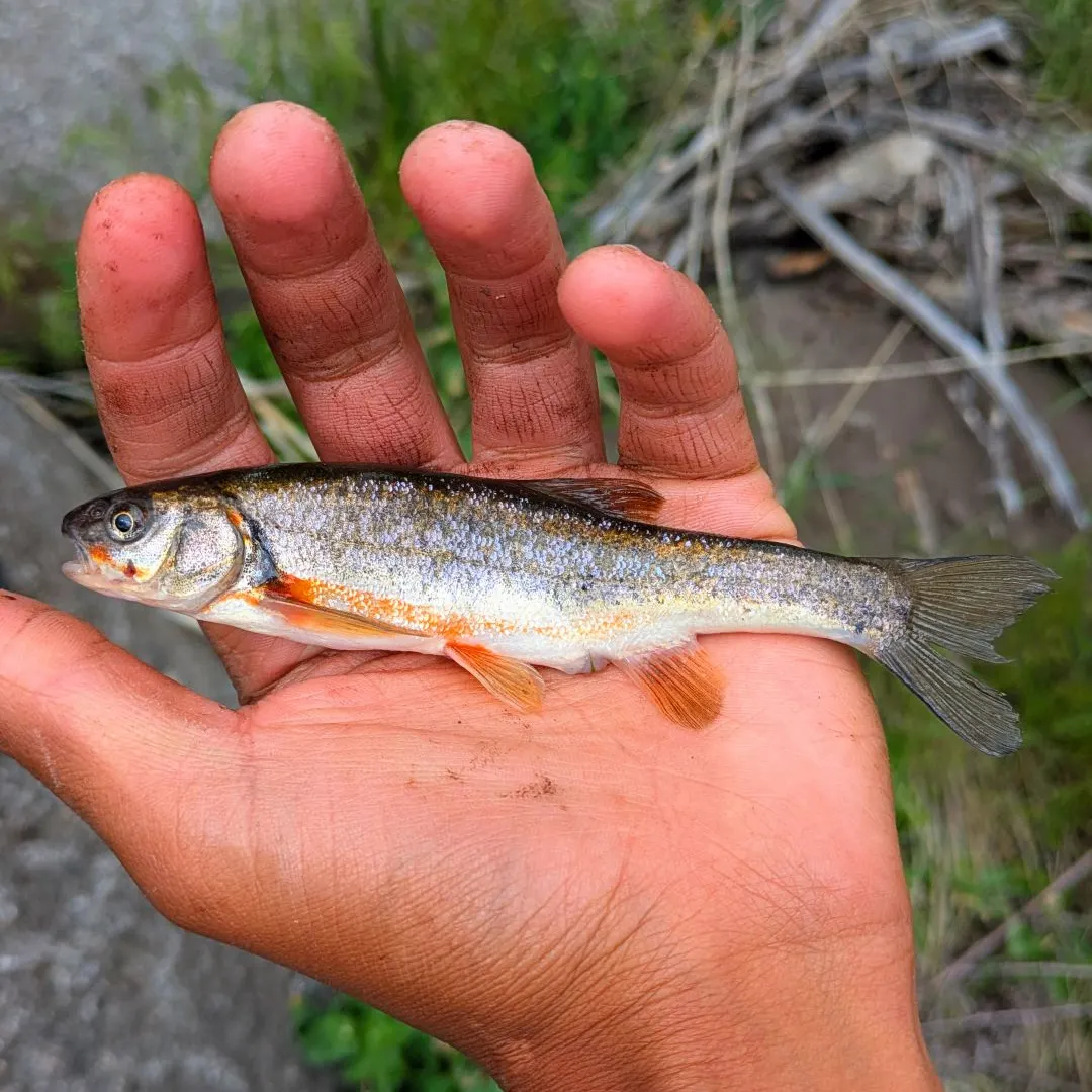 The most recent Roundtail chub catches on Fishbrain
