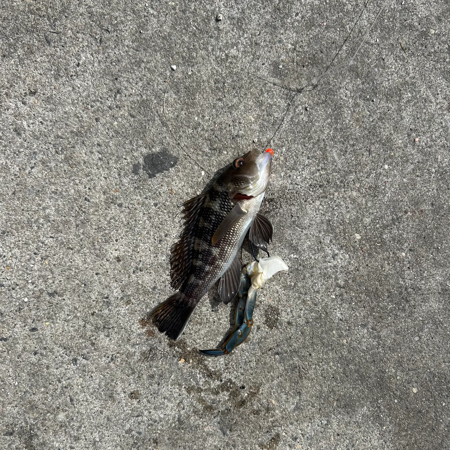 The most recent Black sea bass catches on Fishbrain