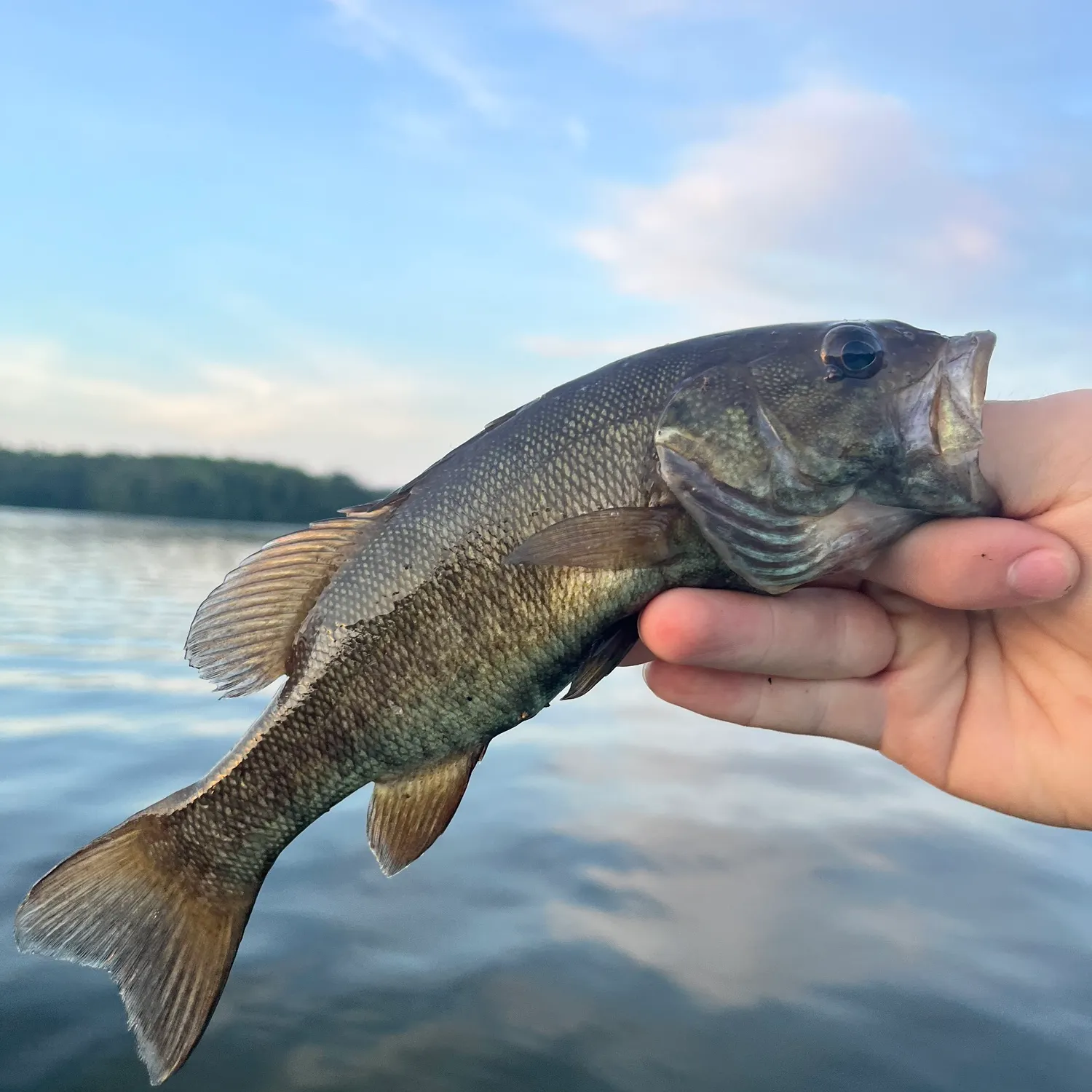 Smallmouth bass caught on Fishbrain