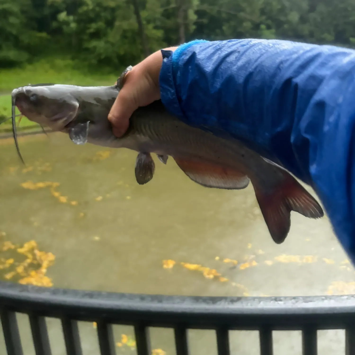 Channel catfish caught on Fishbrain