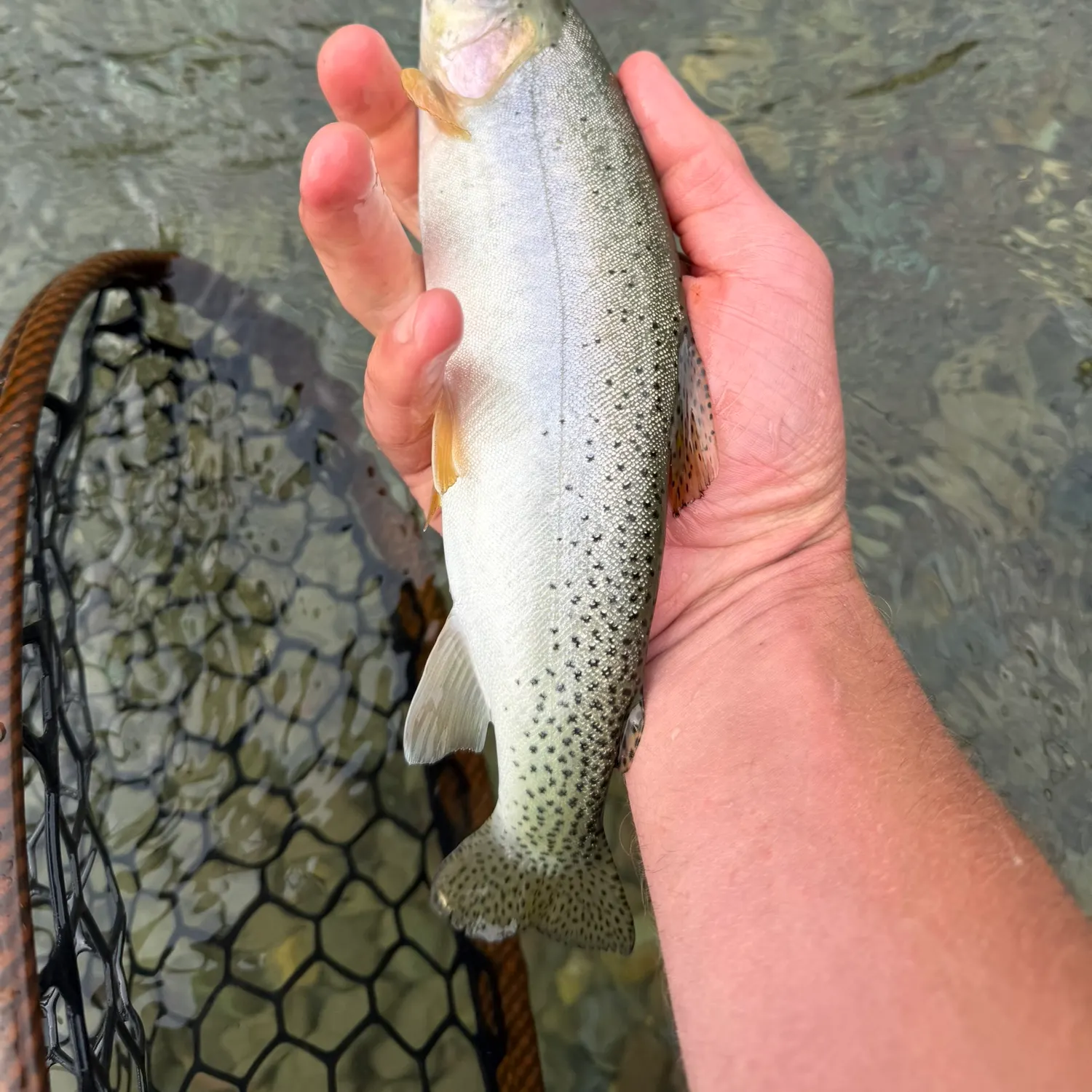 Cutthroat trout caught on Fishbrain