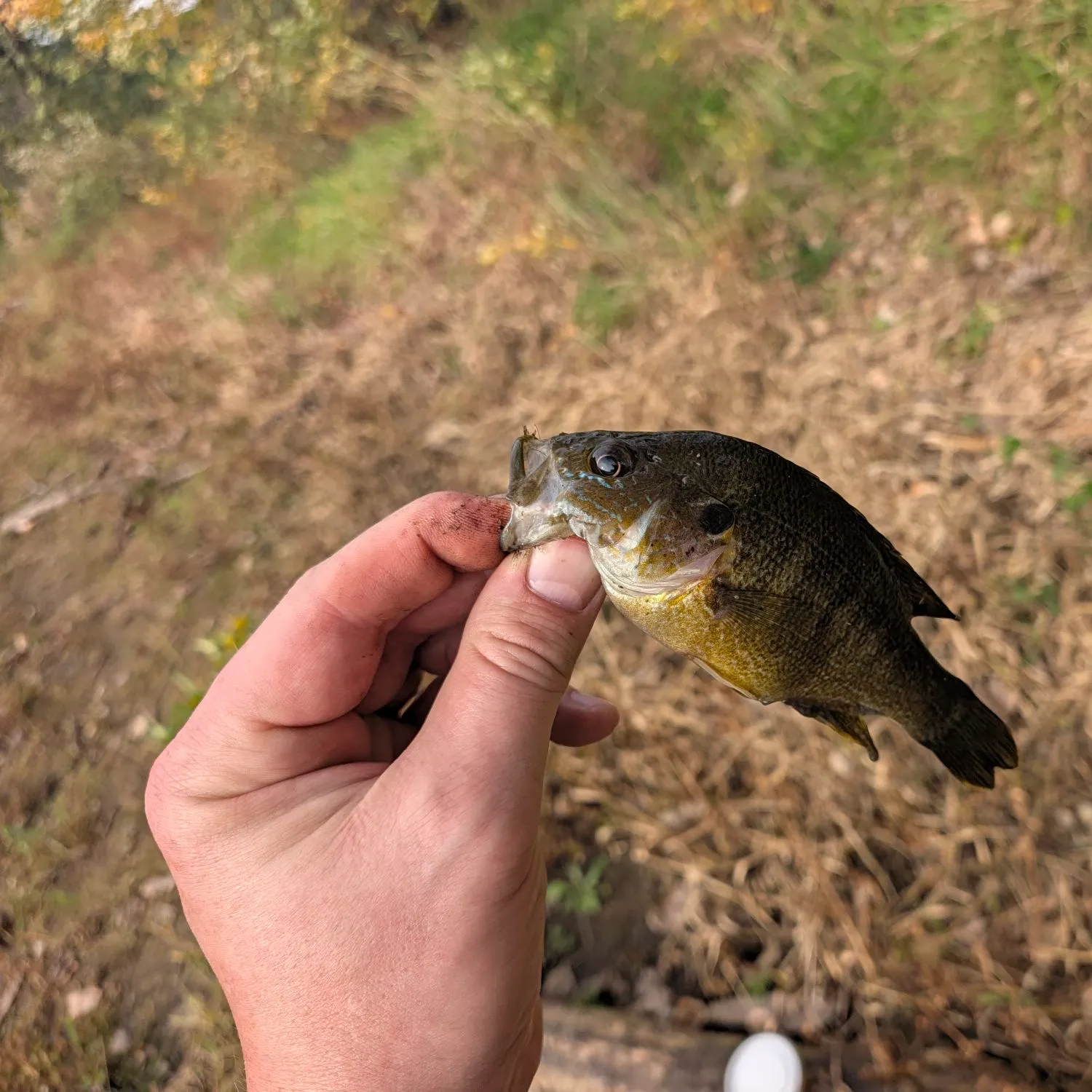 Green sunfish caught on Fishbrain