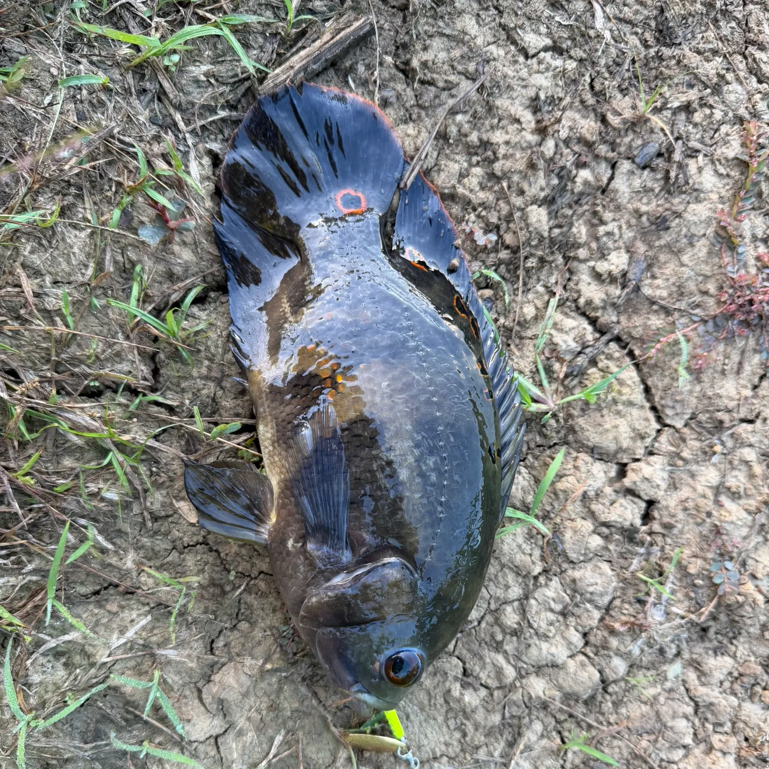 The most recent Oscar catches on Fishbrain