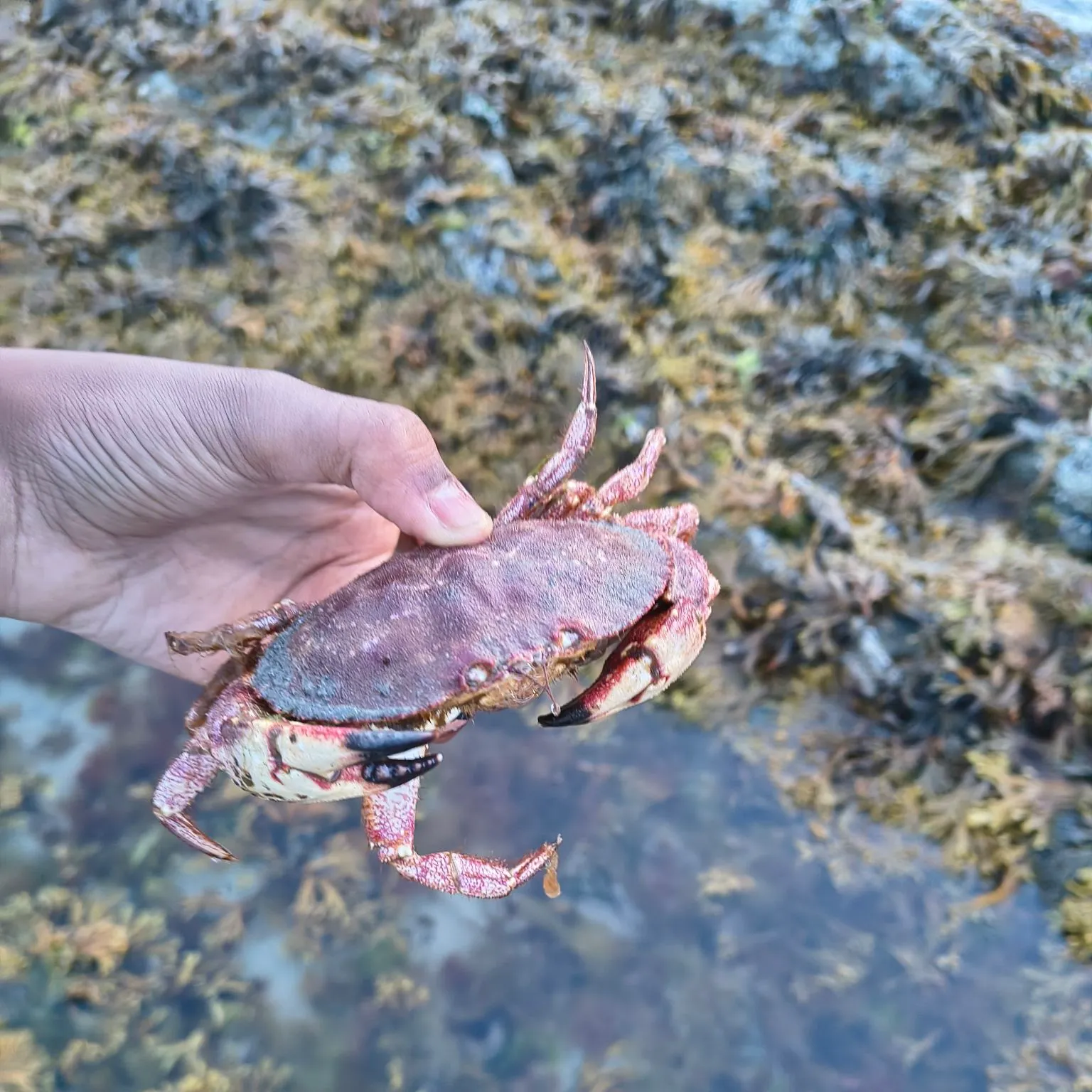 The most recent Green crab catches on Fishbrain