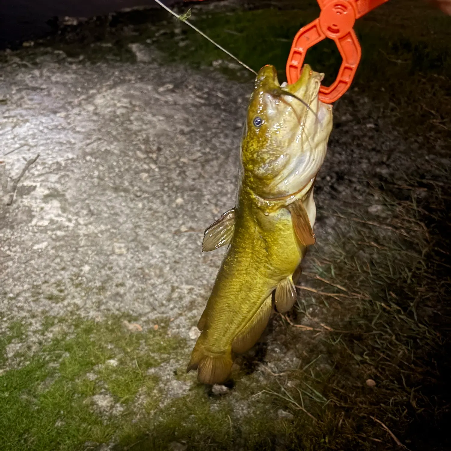 Yellow bullhead caught on Fishbrain