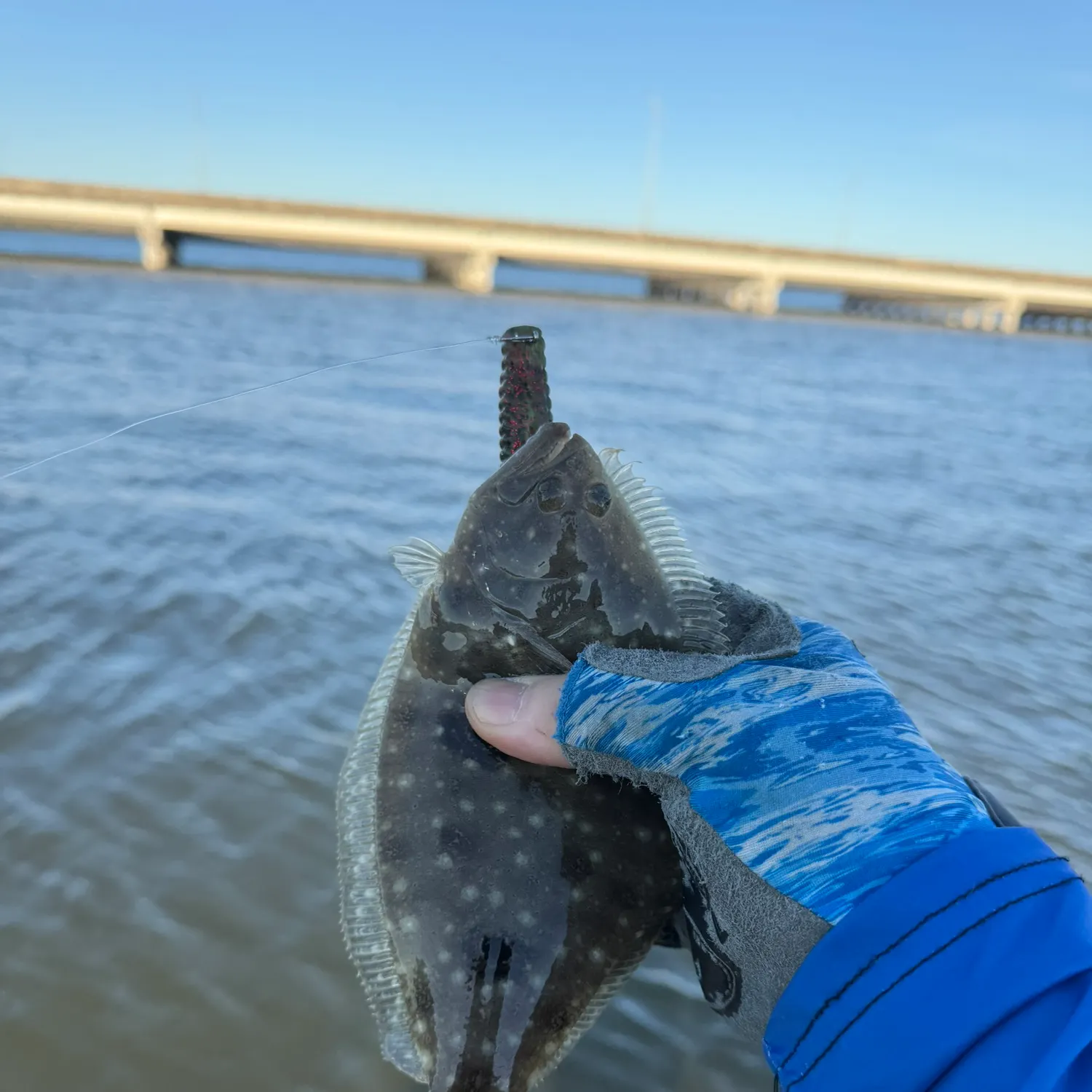 The most recent Summer flounder catches on Fishbrain