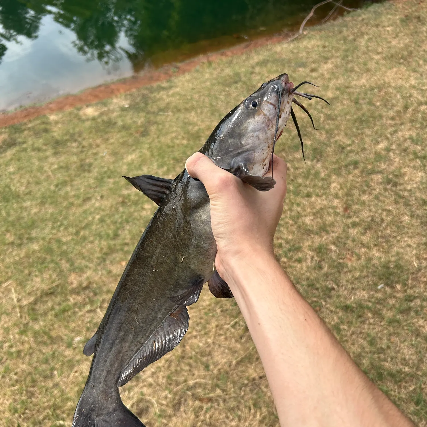 Channel catfish caught on Fishbrain