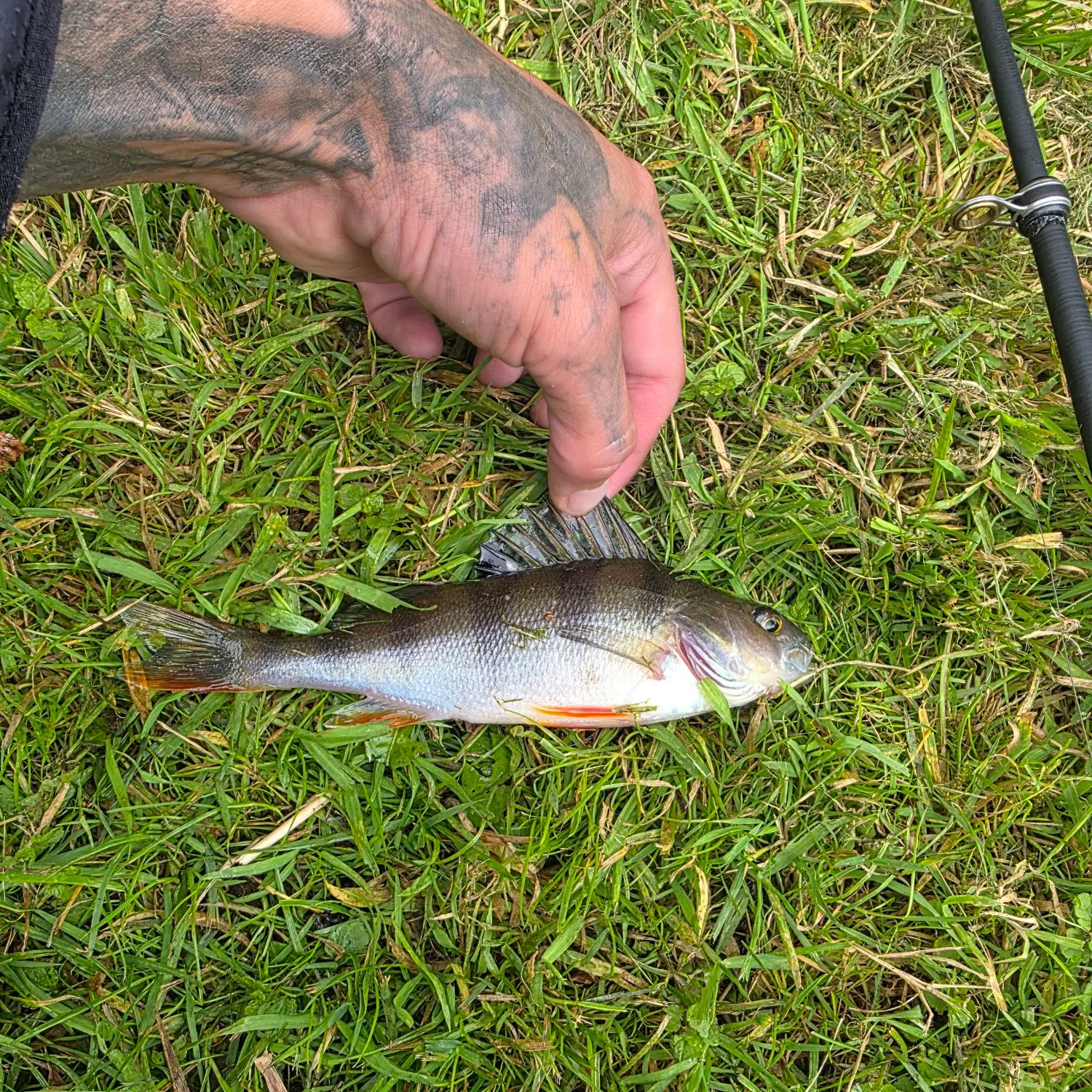 European perch caught on Fishbrain