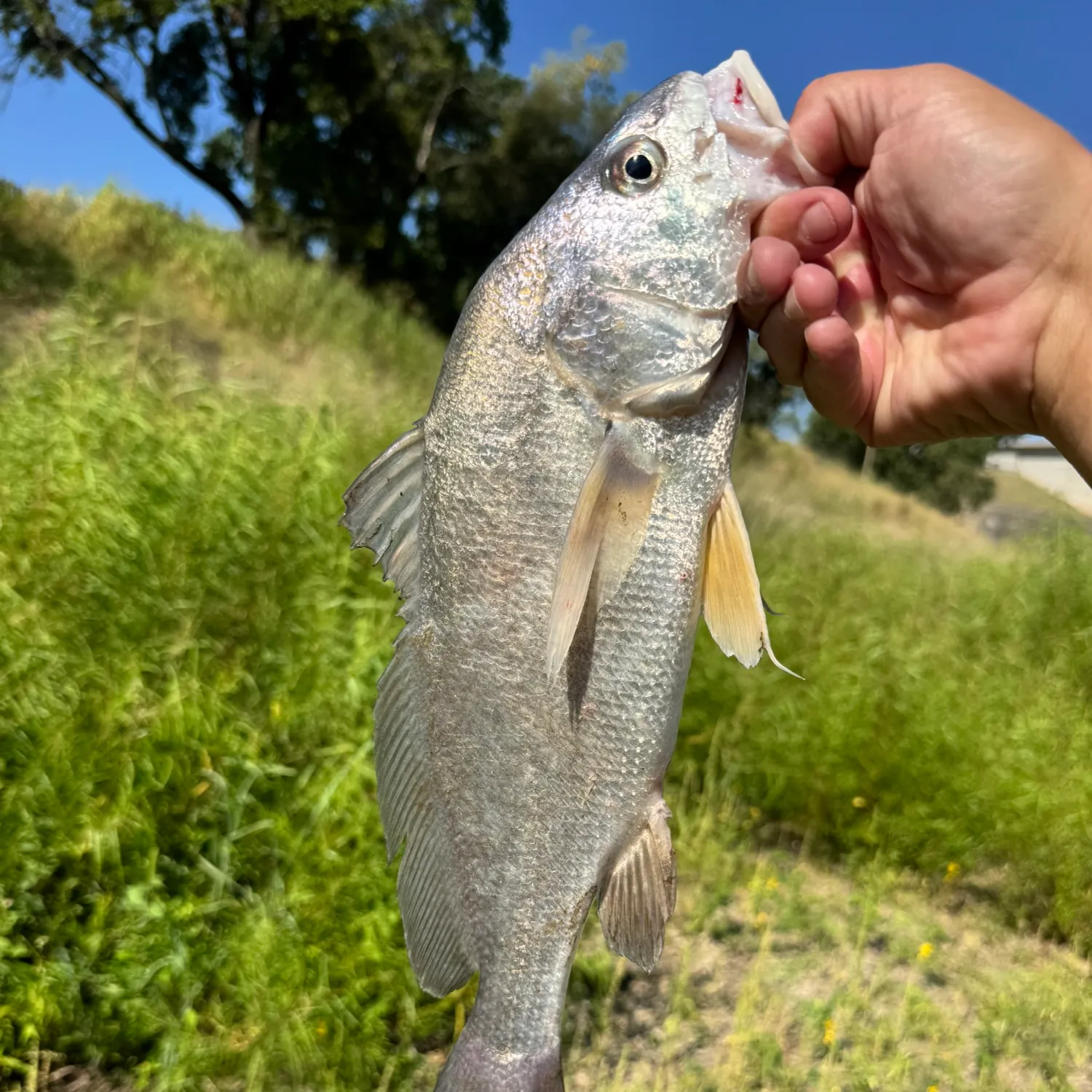 Freshwater drum caught on Fishbrain