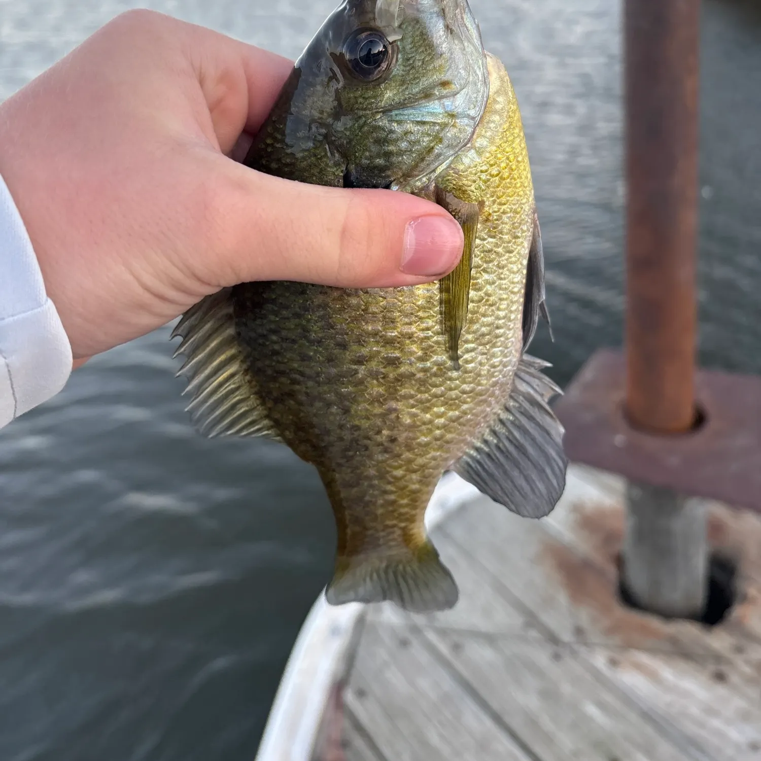 Bluegill caught on Fishbrain