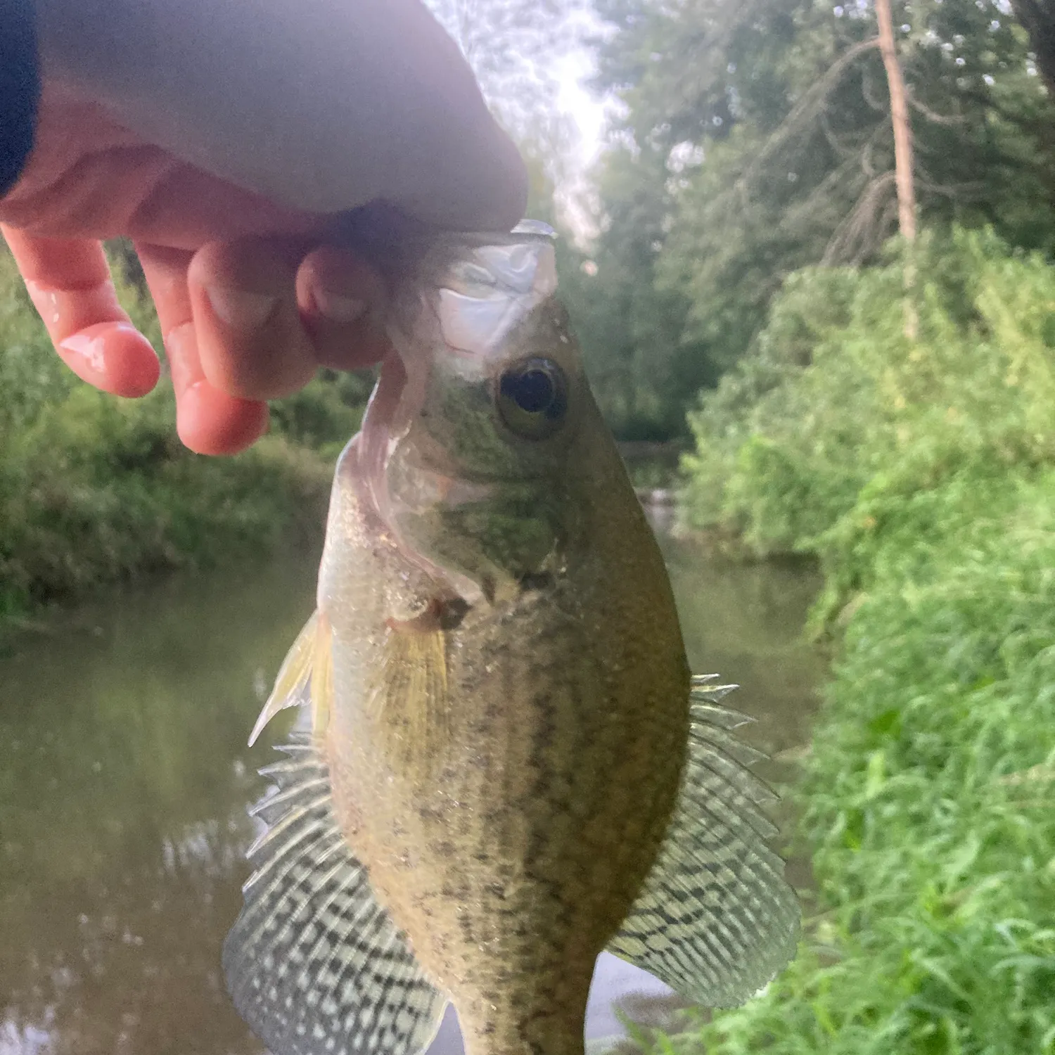 White crappie caught on Fishbrain