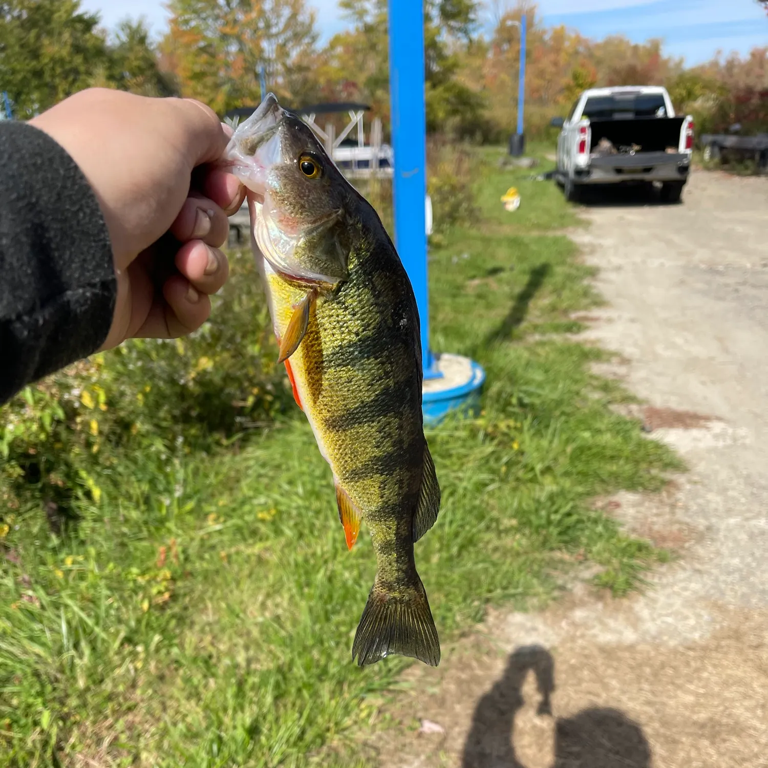 Yellow perch caught on Fishbrain