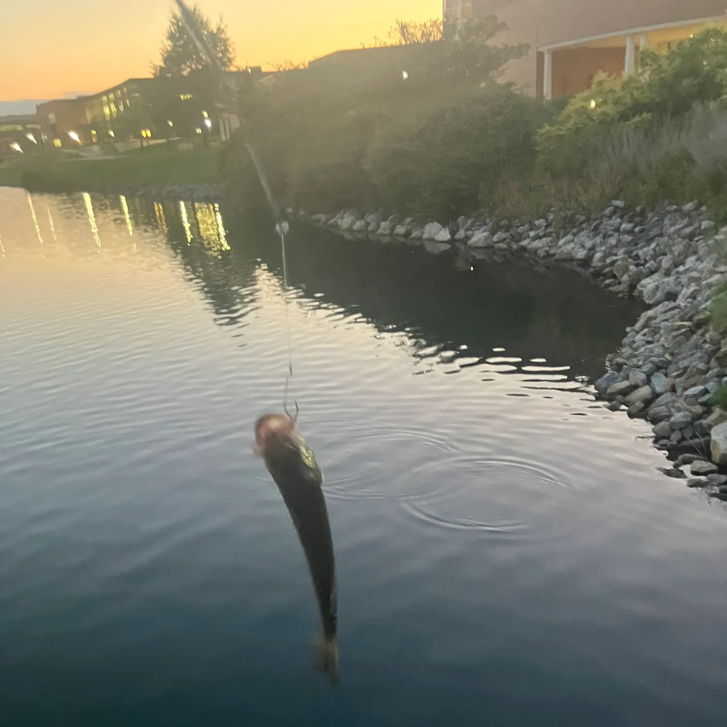 catch