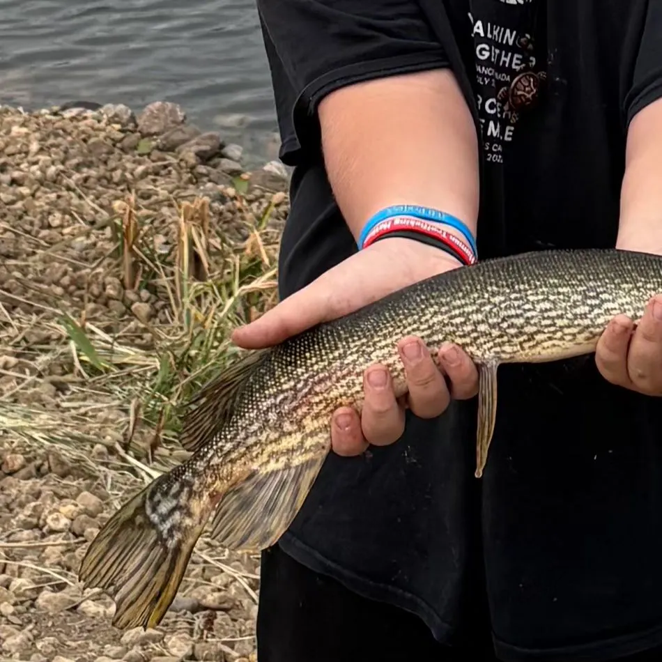 Northern pike caught on Fishbrain