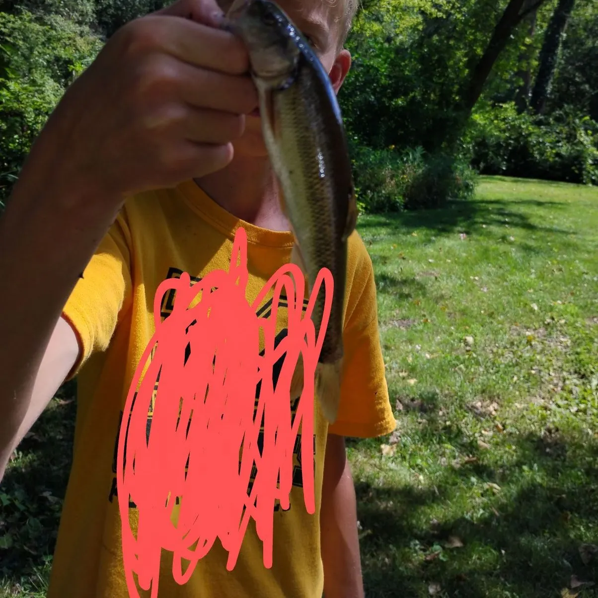 Creek chub caught on Fishbrain