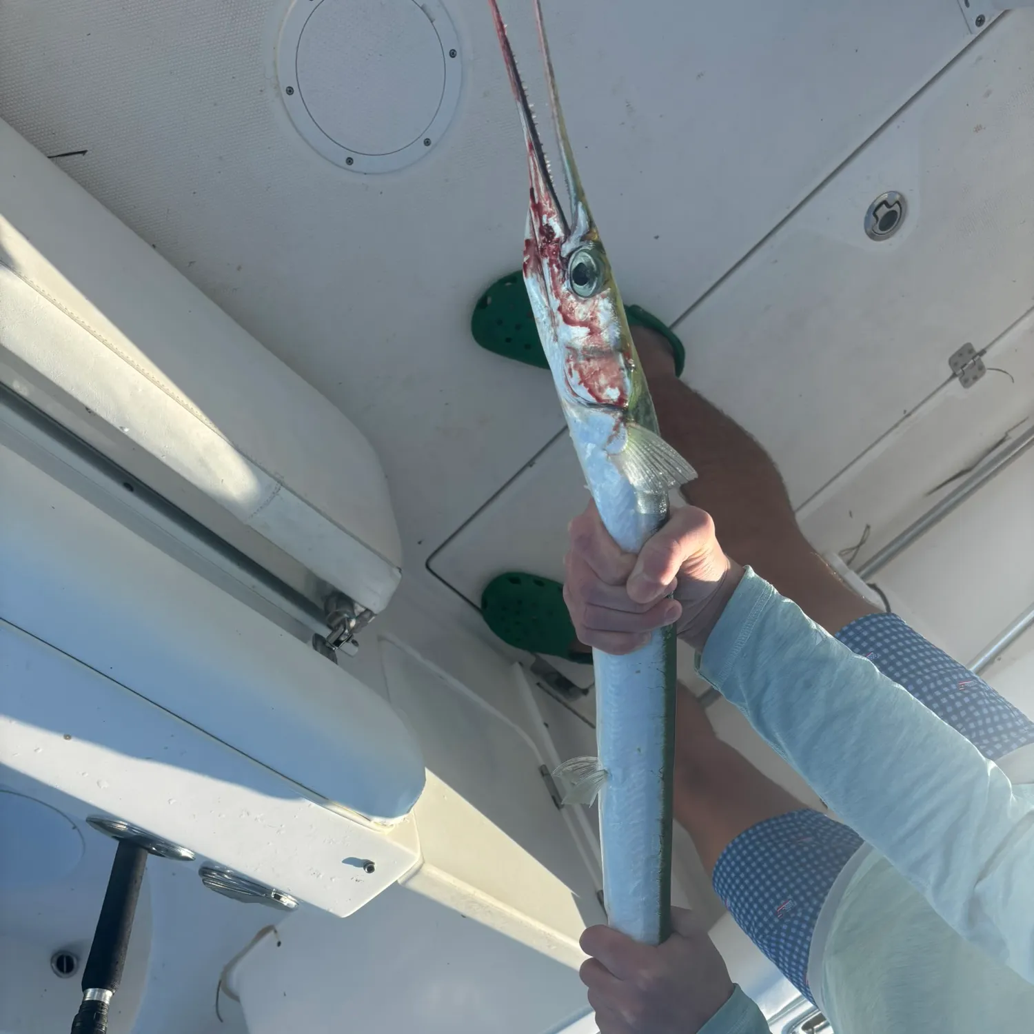 The most recent Flat needlefish catches on Fishbrain