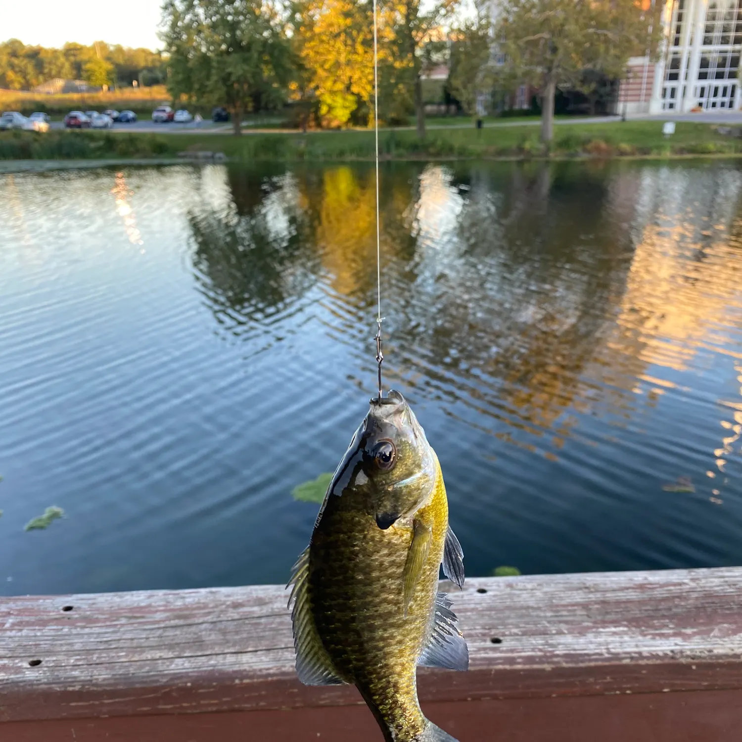 Bluegill caught on Fishbrain