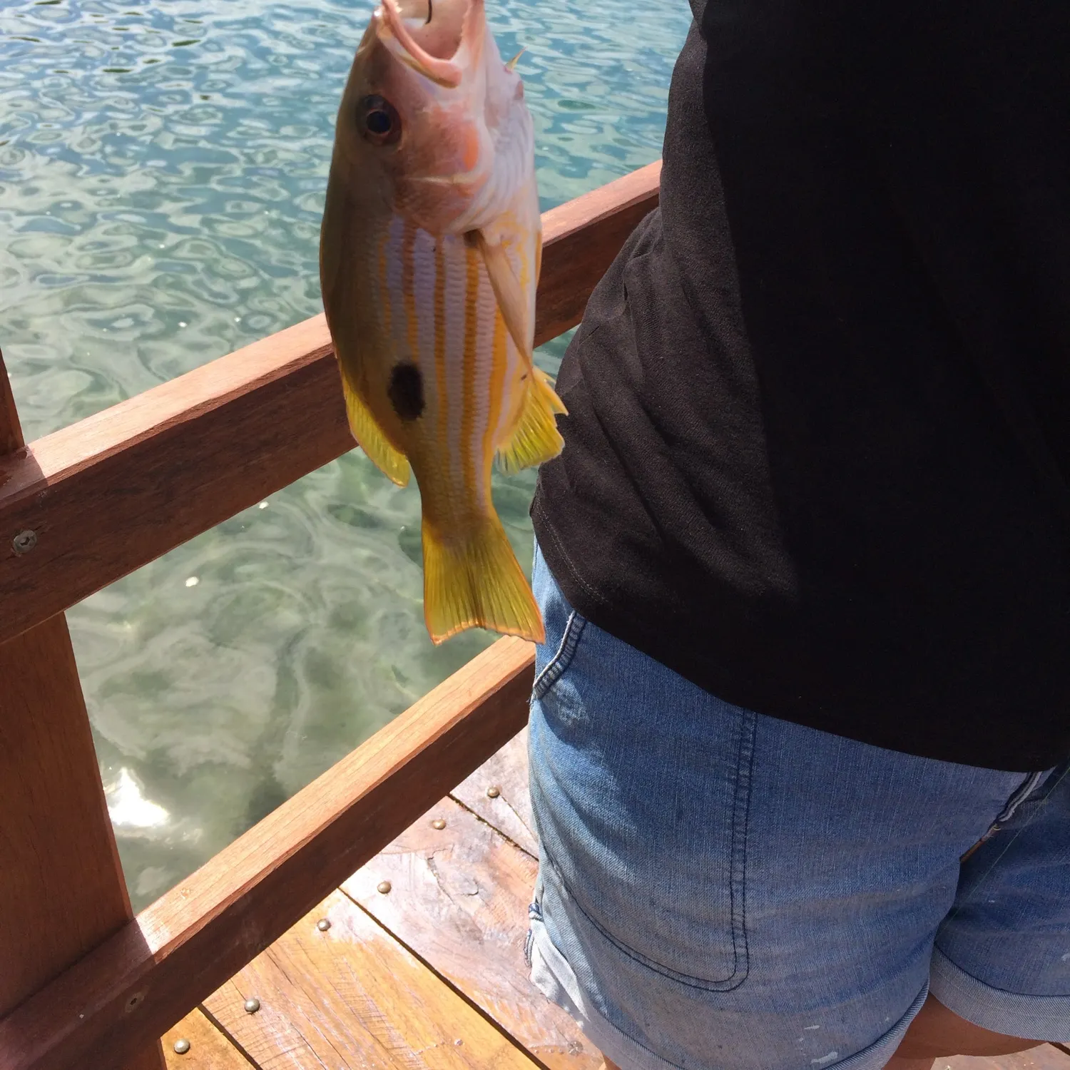 The most recent Moses perch catches on Fishbrain