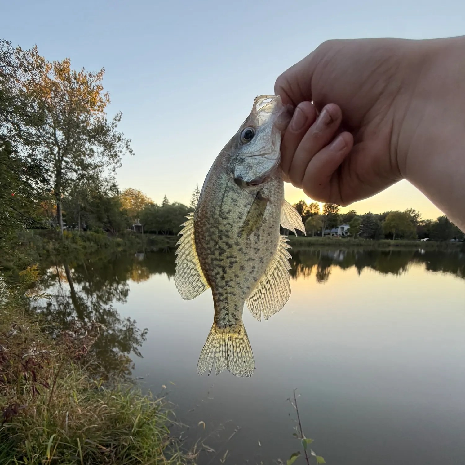 Black crappie caught on Fishbrain