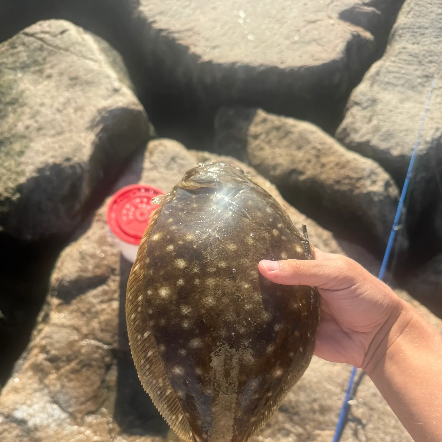 Summer flounder caught on Fishbrain