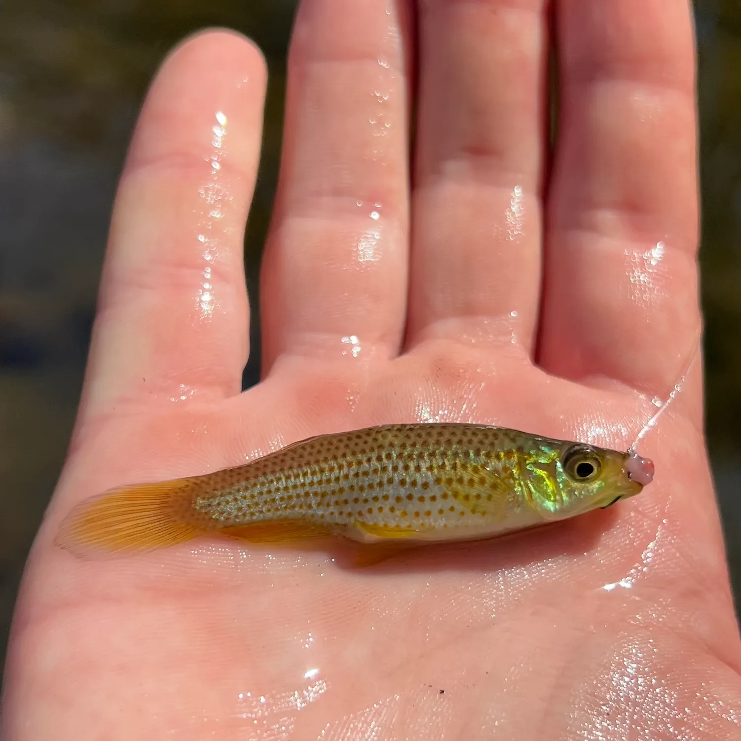 The most recent Russetfin topminnow catches on Fishbrain