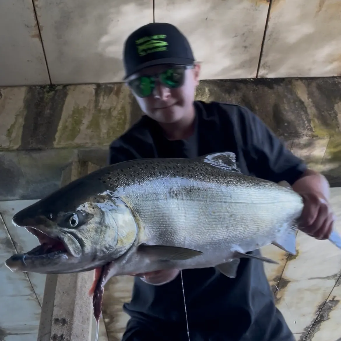 Chinook salmon caught on Fishbrain