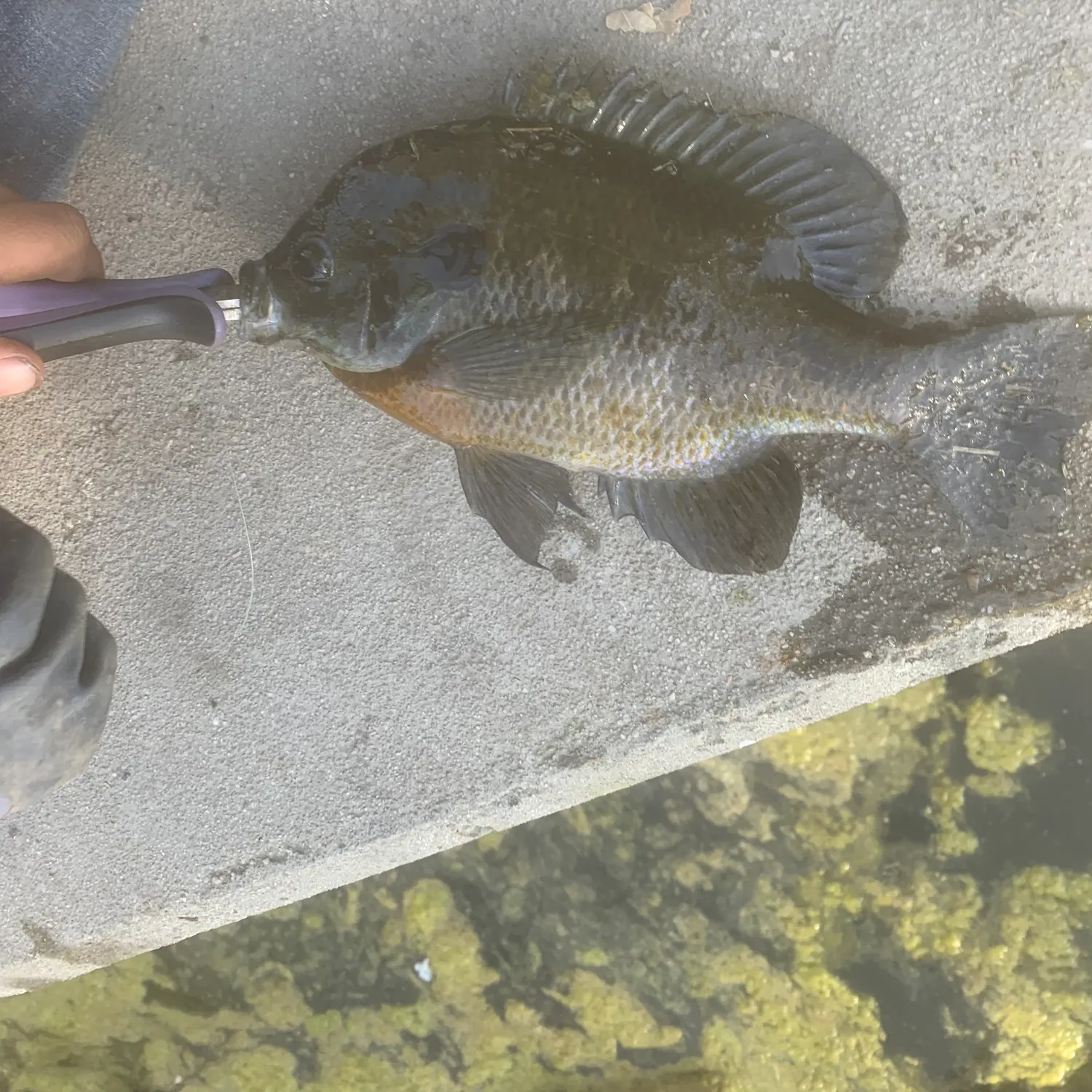 Bluegill caught on Fishbrain