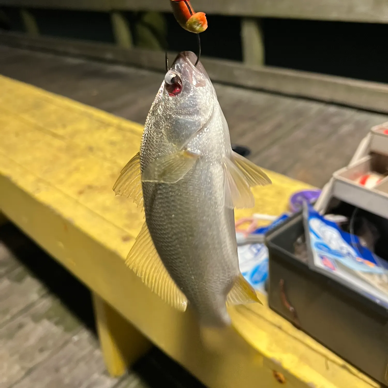 Silver perch caught on Fishbrain