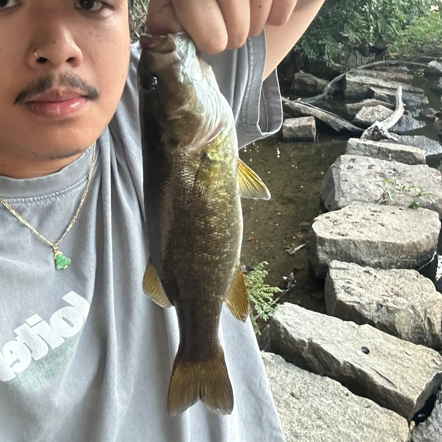 Smallmouth bass caught on Fishbrain