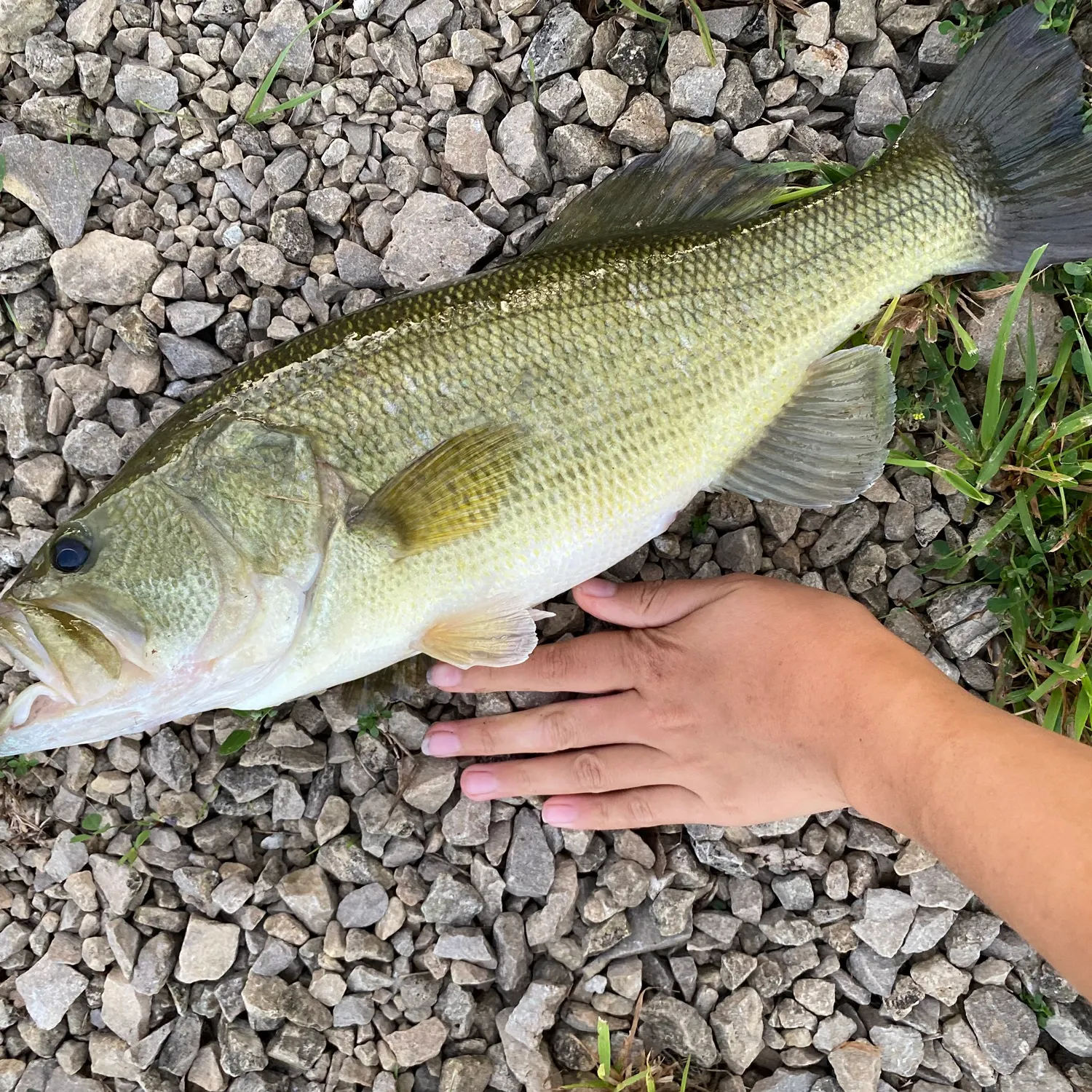 Largemouth bass caught on Fishbrain