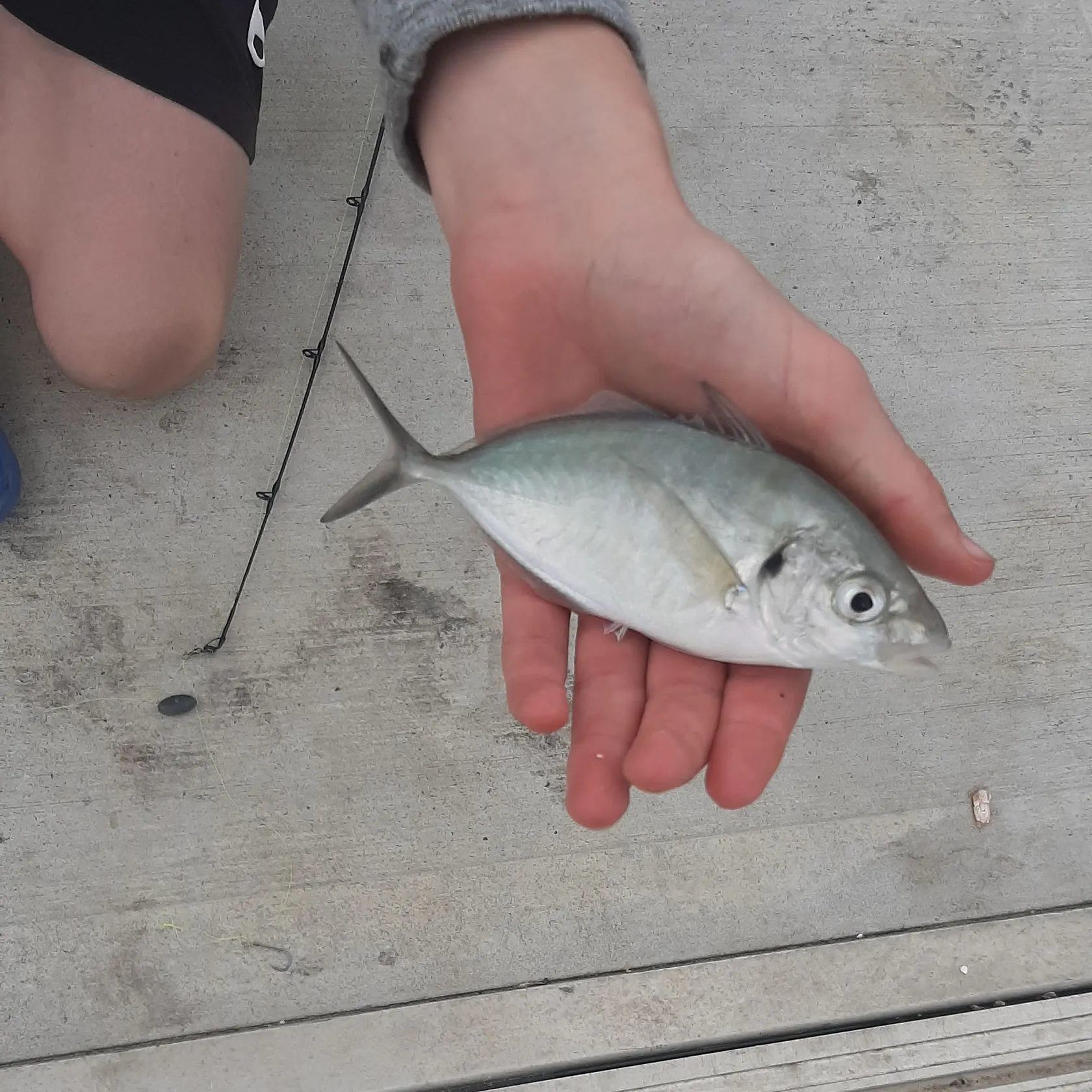 Silver trevally caught on Fishbrain