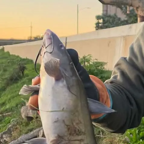 Channel catfish caught on Fishbrain