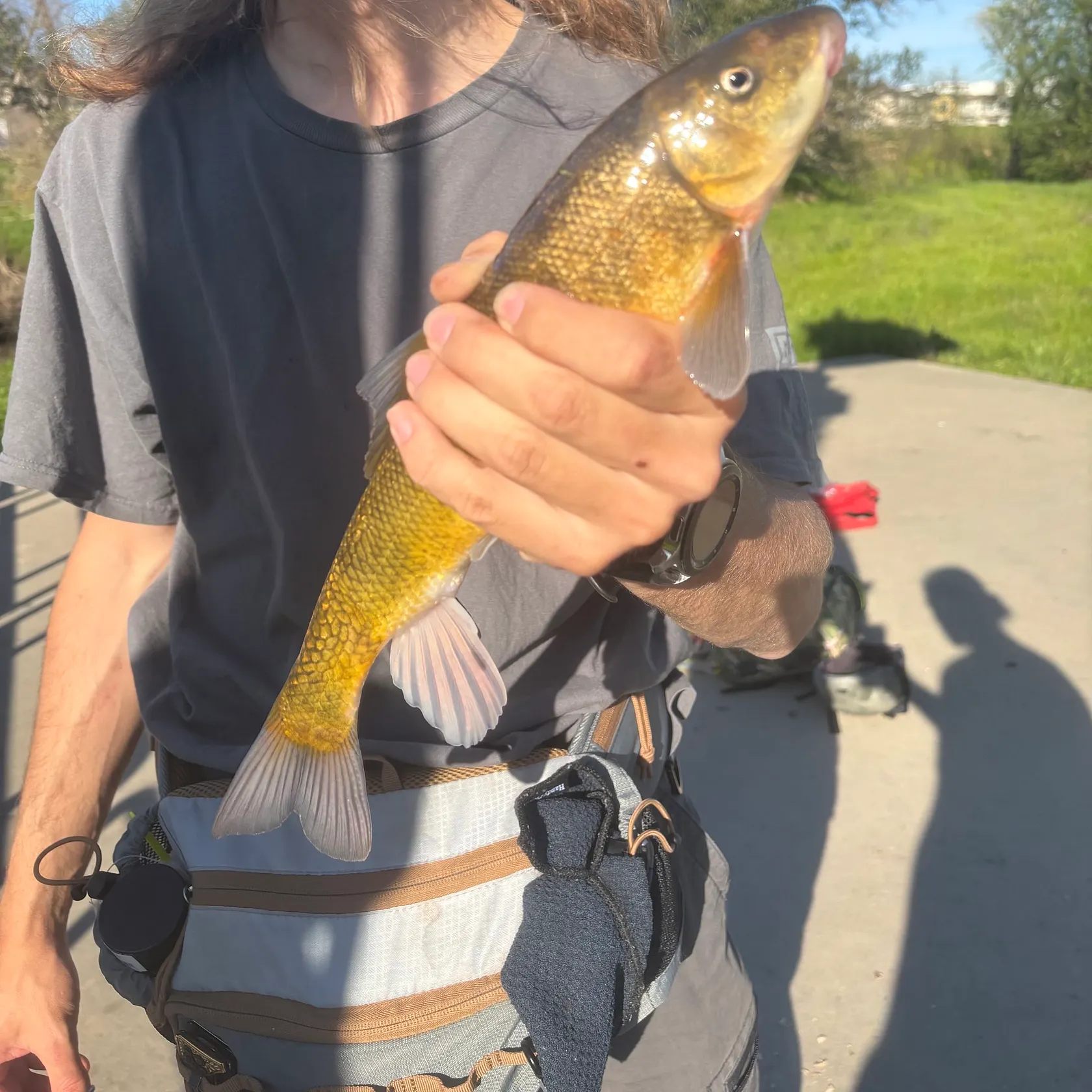 The most recent Sacramento sucker catches on Fishbrain