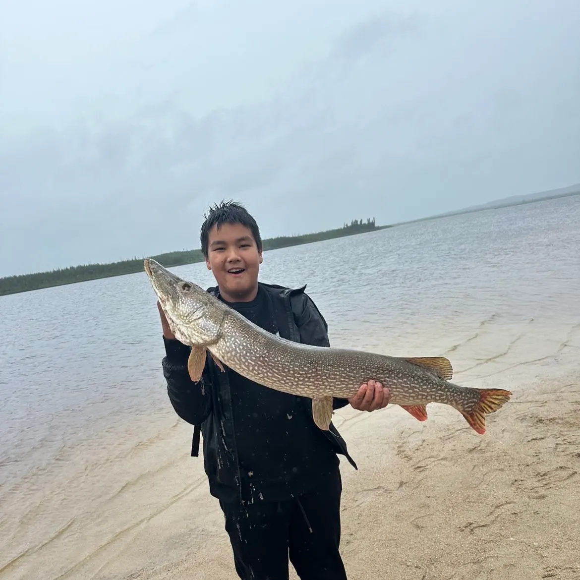 Northern pike caught on Fishbrain